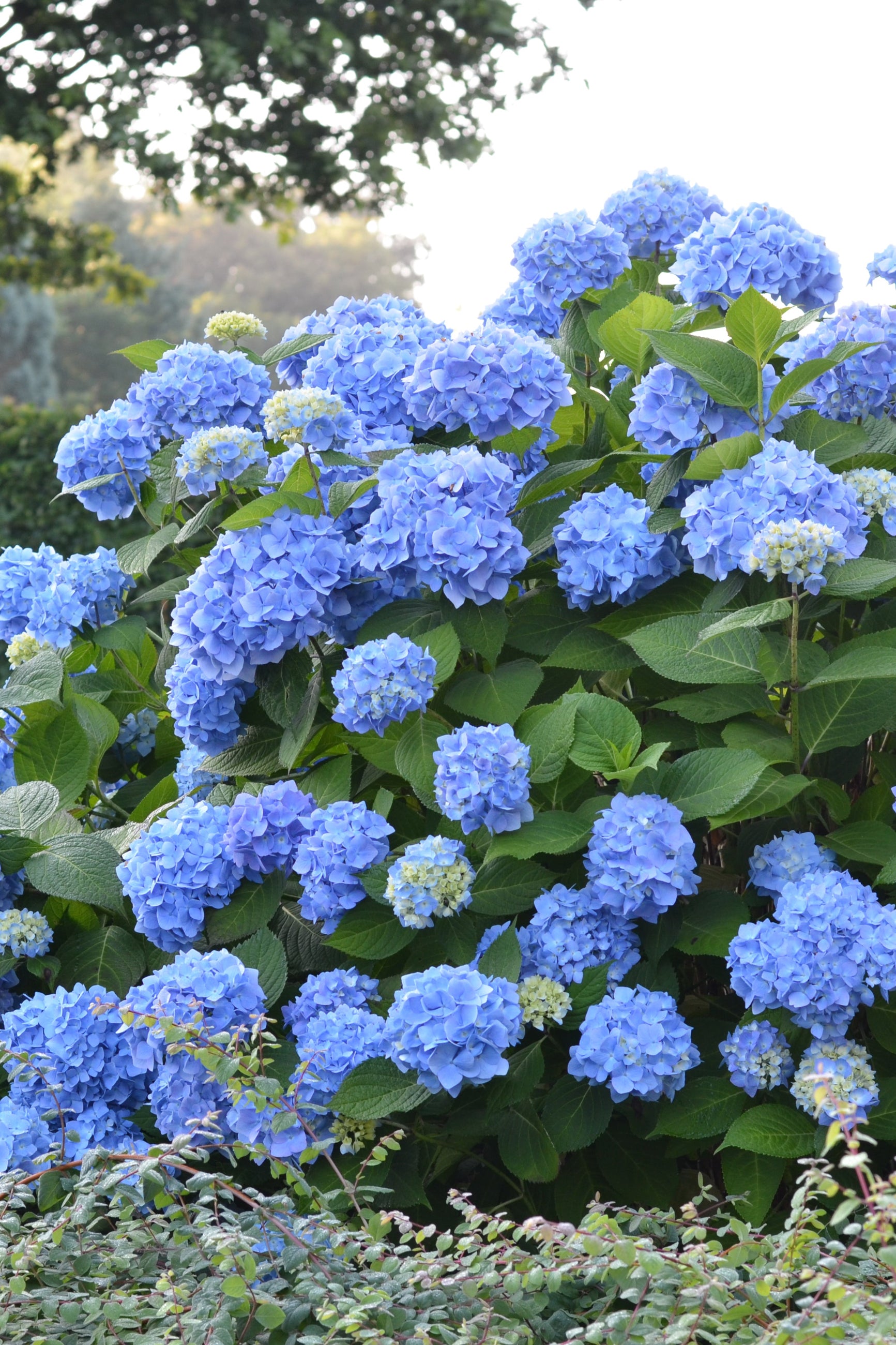 Hydrangea 'Endless summer' blooming lblue planted in multiples, mature and planted in a landscape ©Bailey Nurseries
