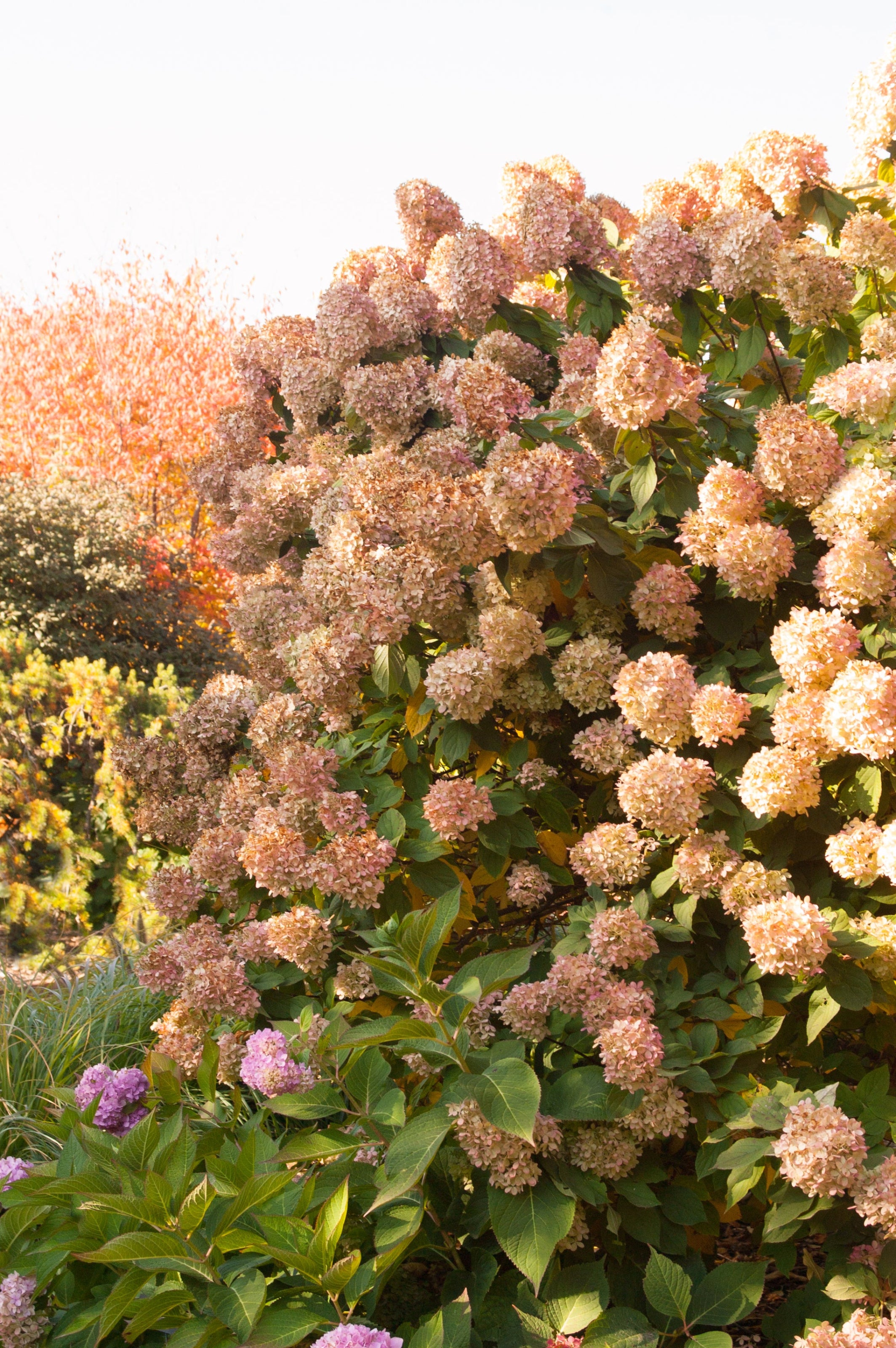 Hydrangea 'Limelight' as a mature shrub in bloom ©Bailey Nurseries