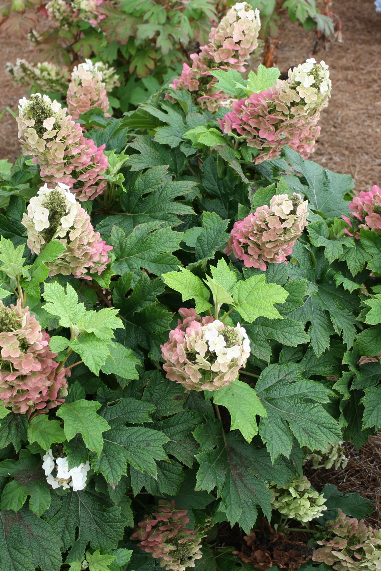 Hydrangea 'Jetstream' shrub at maturity, blooming in a garden ©Bailey Nurseries