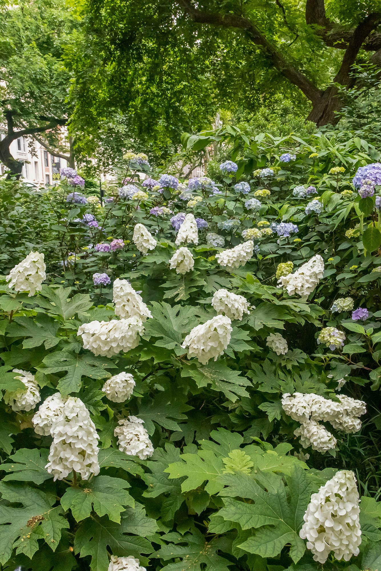 Hydrangea 'Jetstream' shrub at maturity, blooming in a garden ©Bailey Nurseries