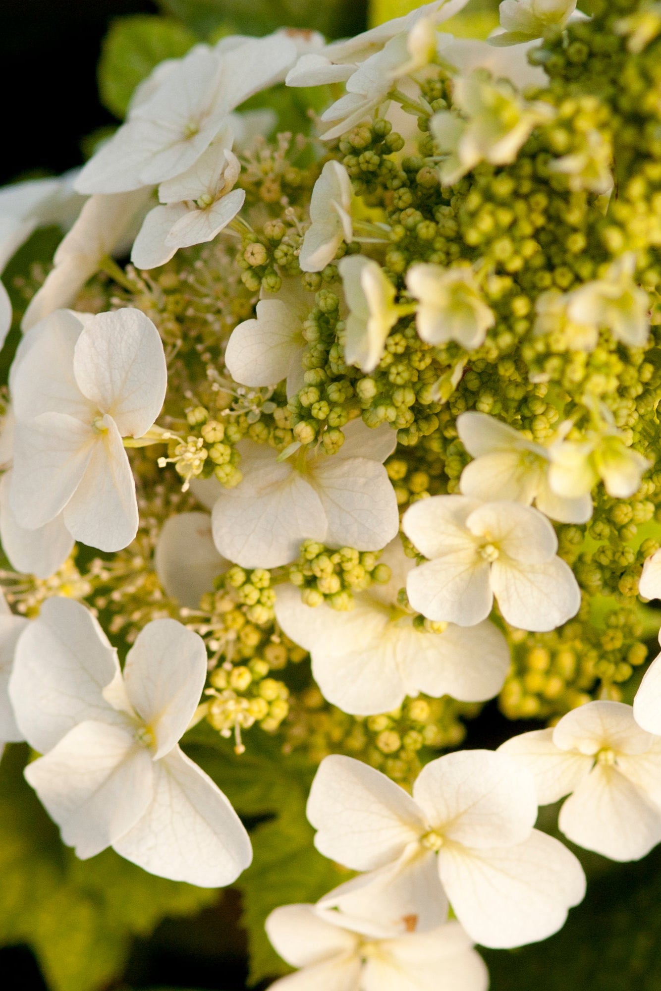 Hydrangea 'Jetstream' in bloom with its flowers up close ©Bailey Nurseries
