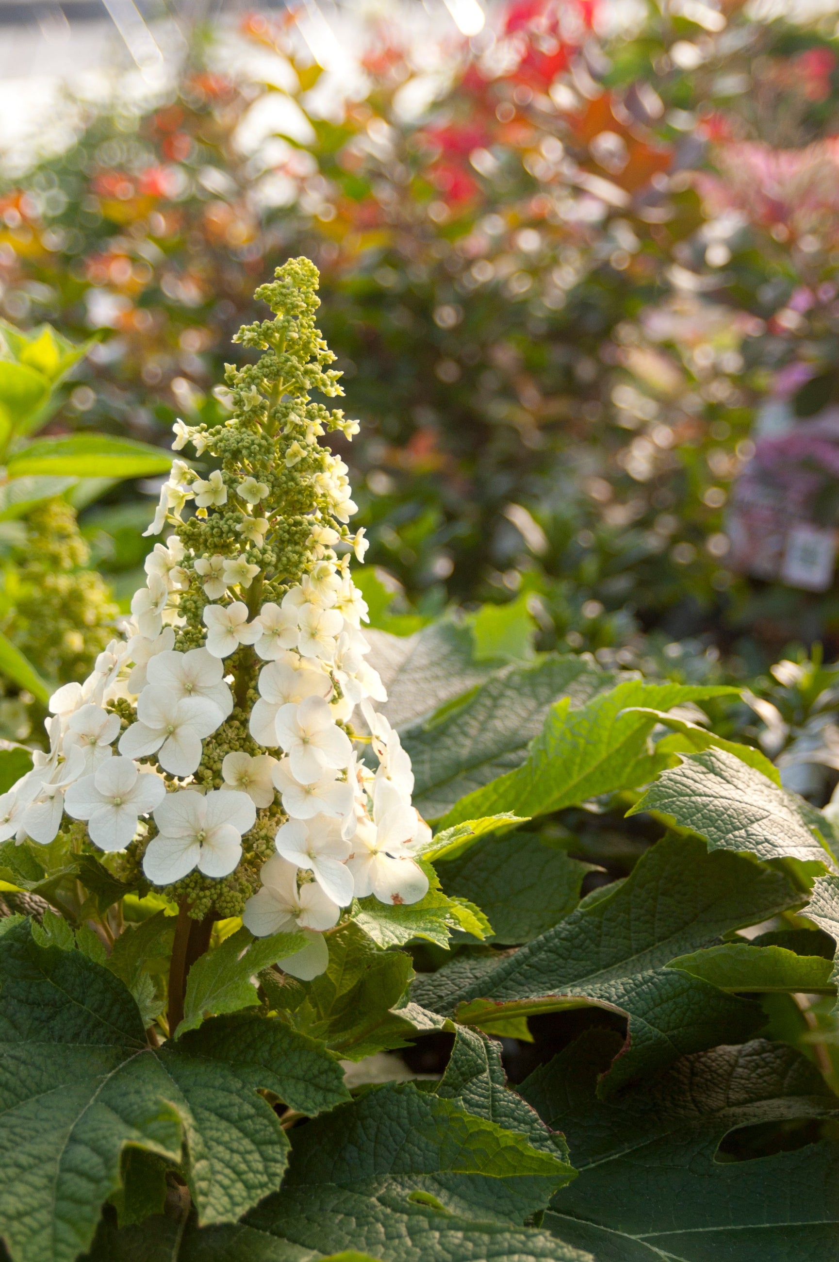 Hydrangea 'Jetstream' in bloom and up close ©Bailey Nurseries