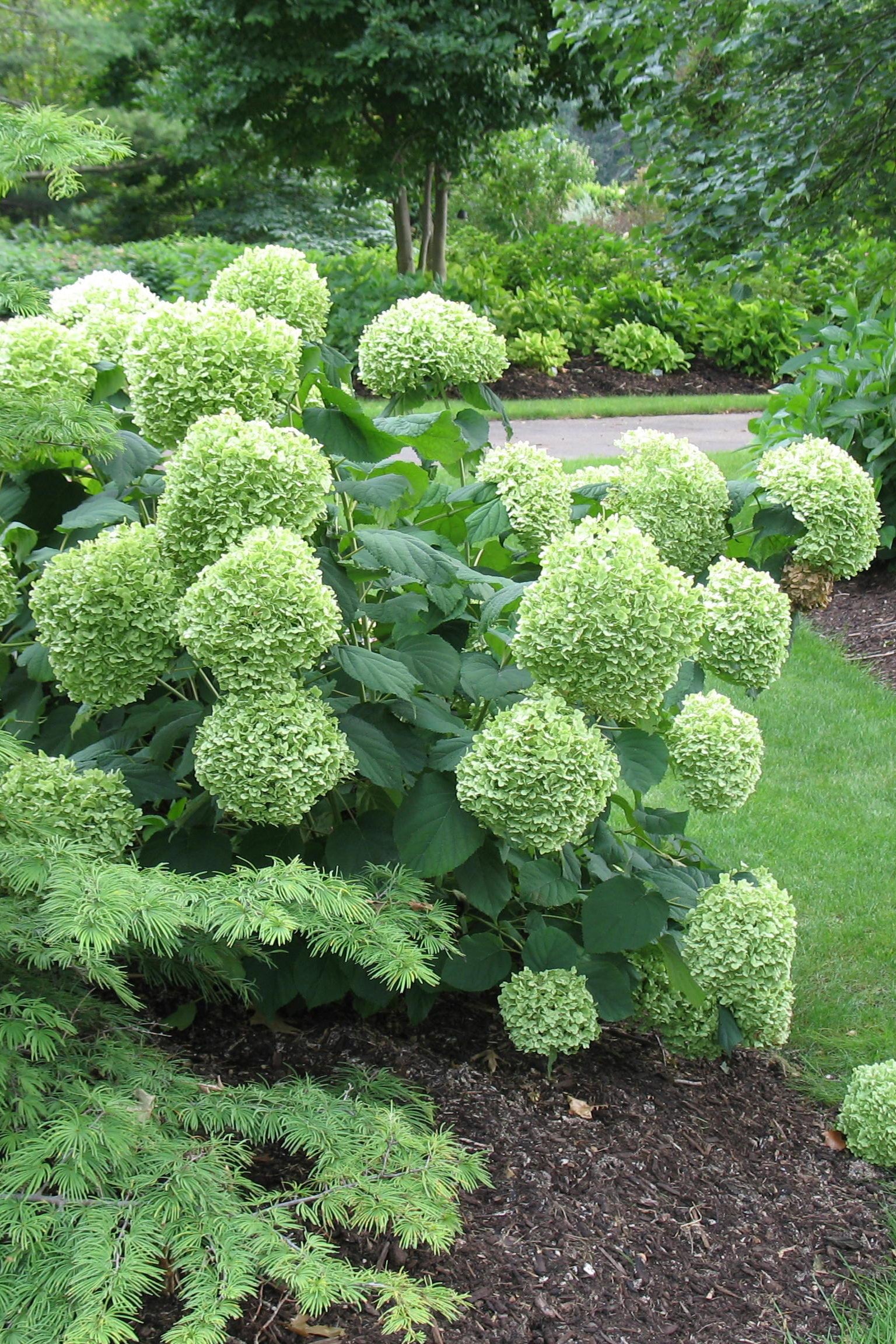 Hydrangea 'Incredibal' in a mature size, planted in the landscape and blooming ©Bailey Nurseries