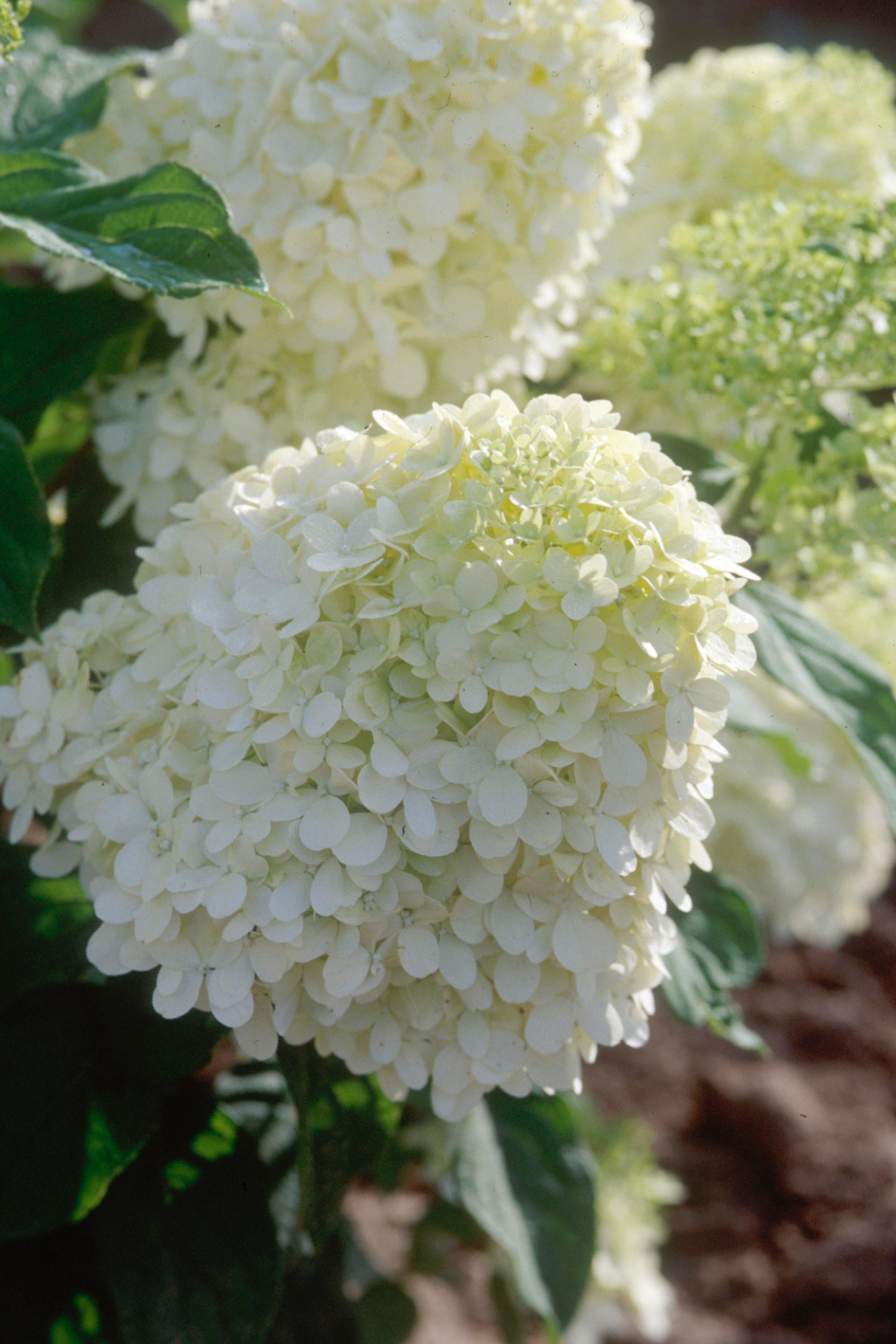 Hydrangea 'Limelight' flowers up close, giant and fluffy ©Bailey Nurseries