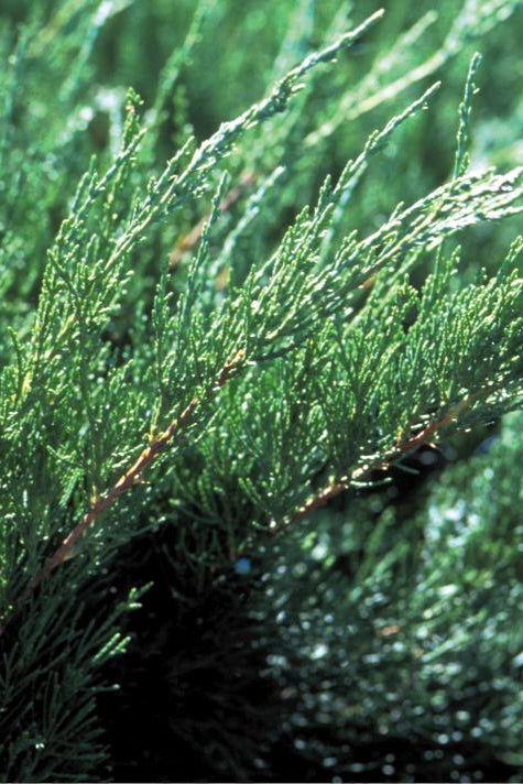 Juniperus 'Sea Green' showing the foliage up close ©Bailey Nurseries