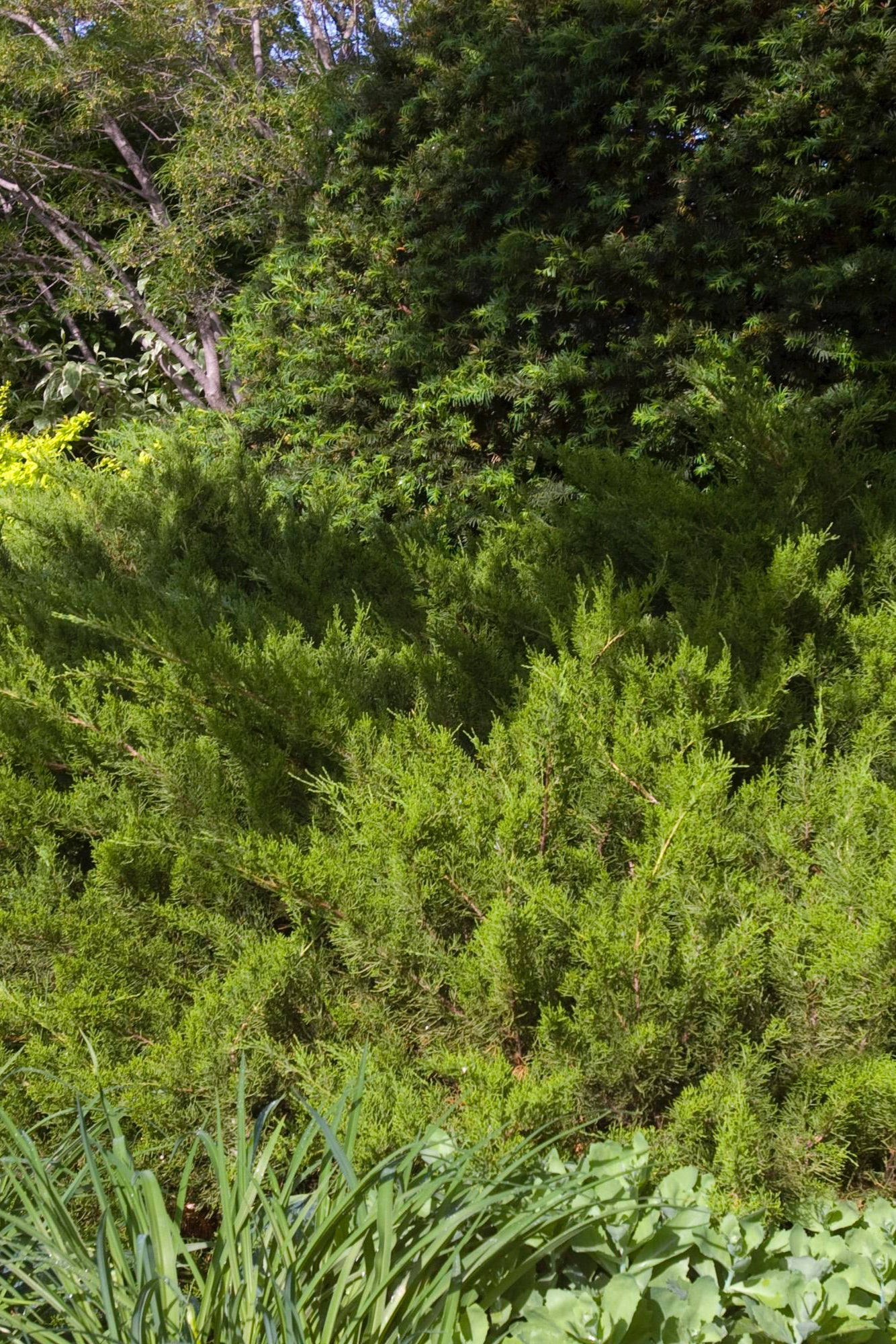 Juniperus 'Sea Green' in a series planted in the landscape showing the foliage ©Bailey Nurseries