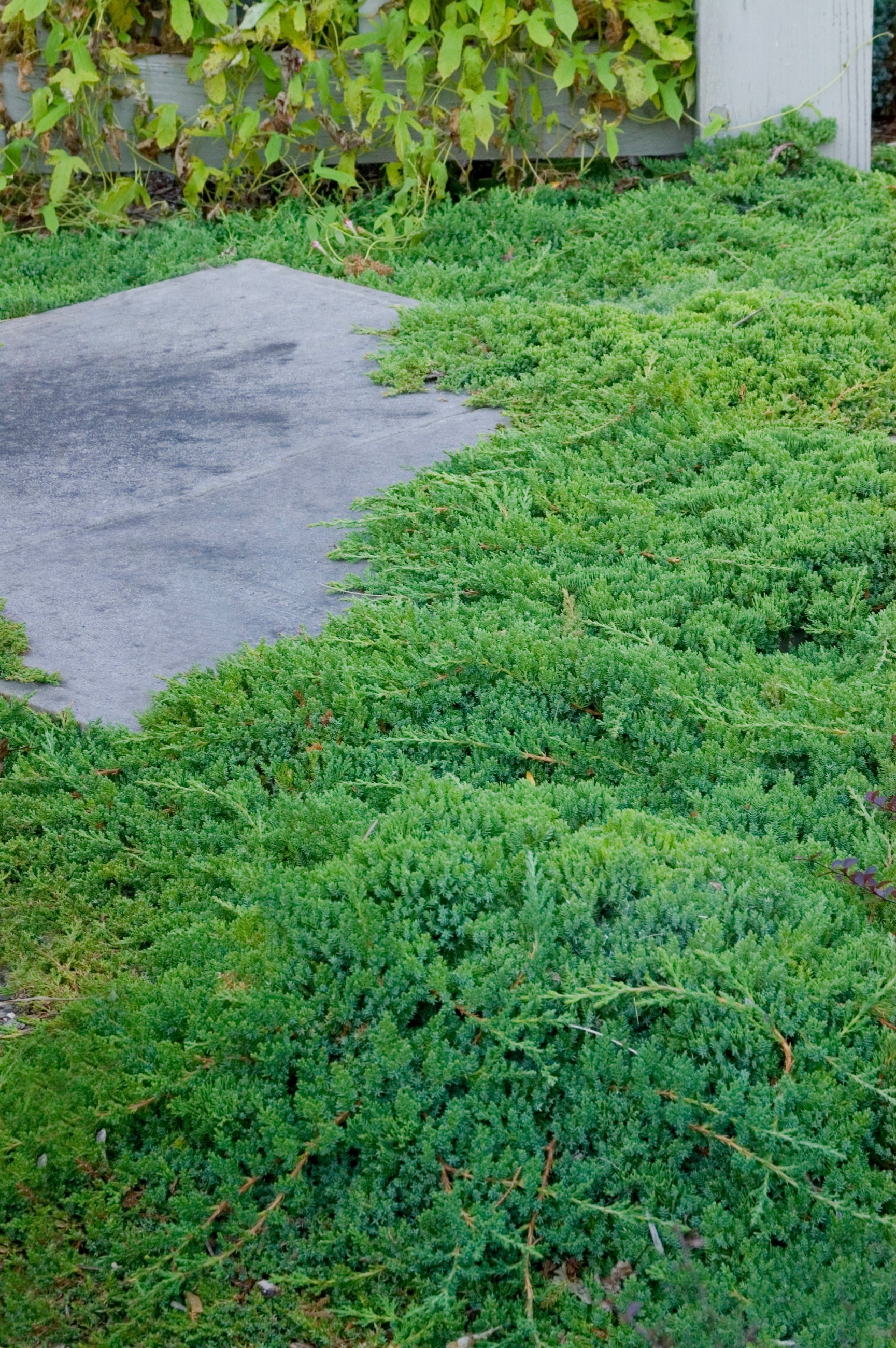 Juniper 'Nana' planted in mass in a garden and creeping over the walkway ©Bailey Nurseries