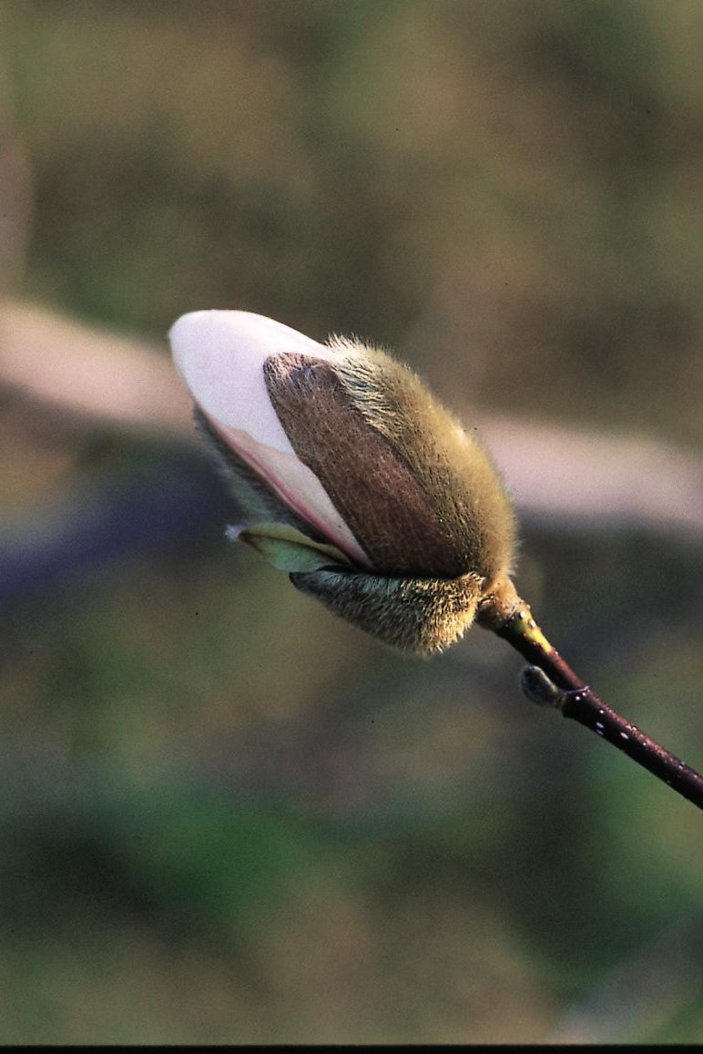 A bud starting to open on a Merrill white Magnolia ©Bailey Nurseries
