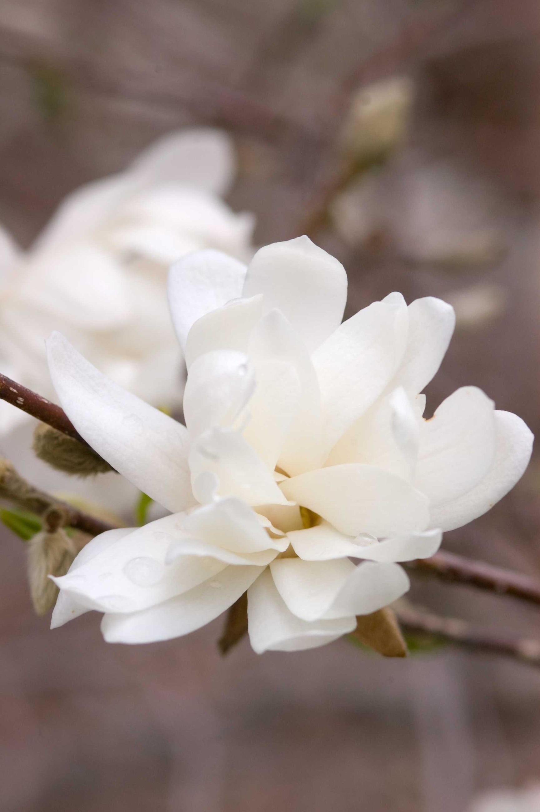 A white flower open on a Merrill white Magnolia ©Bailey Nurseries