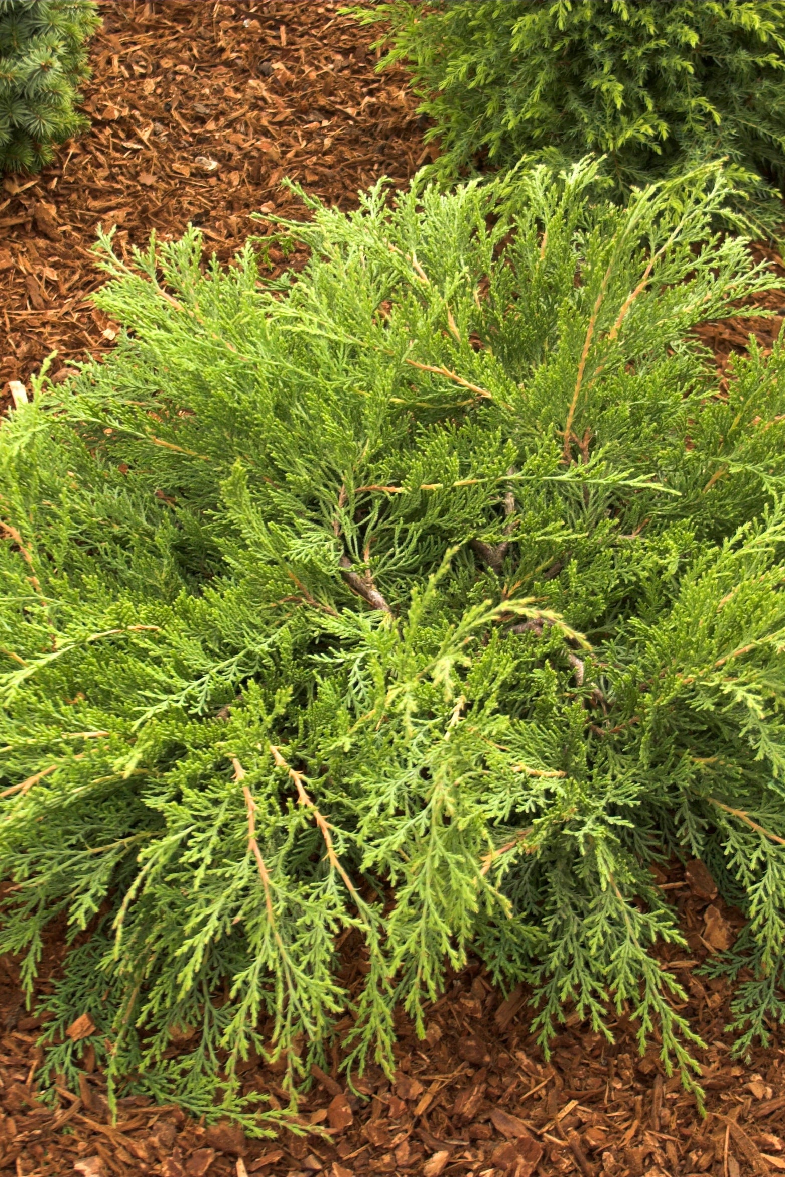 Microbiota decussata shrub planted in the landscape ©Bailey Nurseries