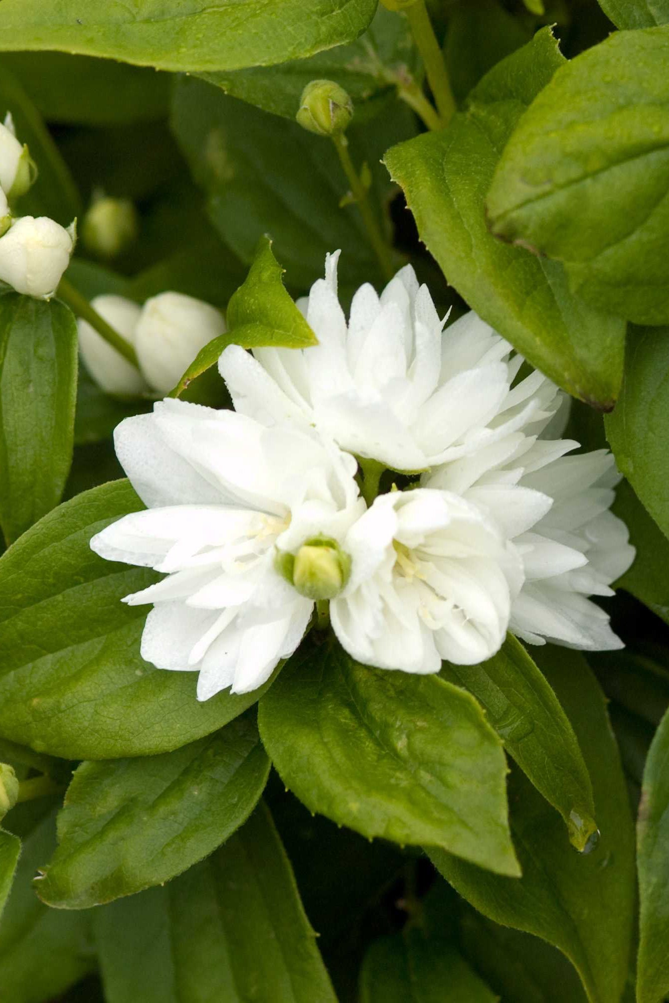 Philadelphus 'Miniature Snowflake' with buds and open white blooms against green leaves up close ©Bailey Nurseries