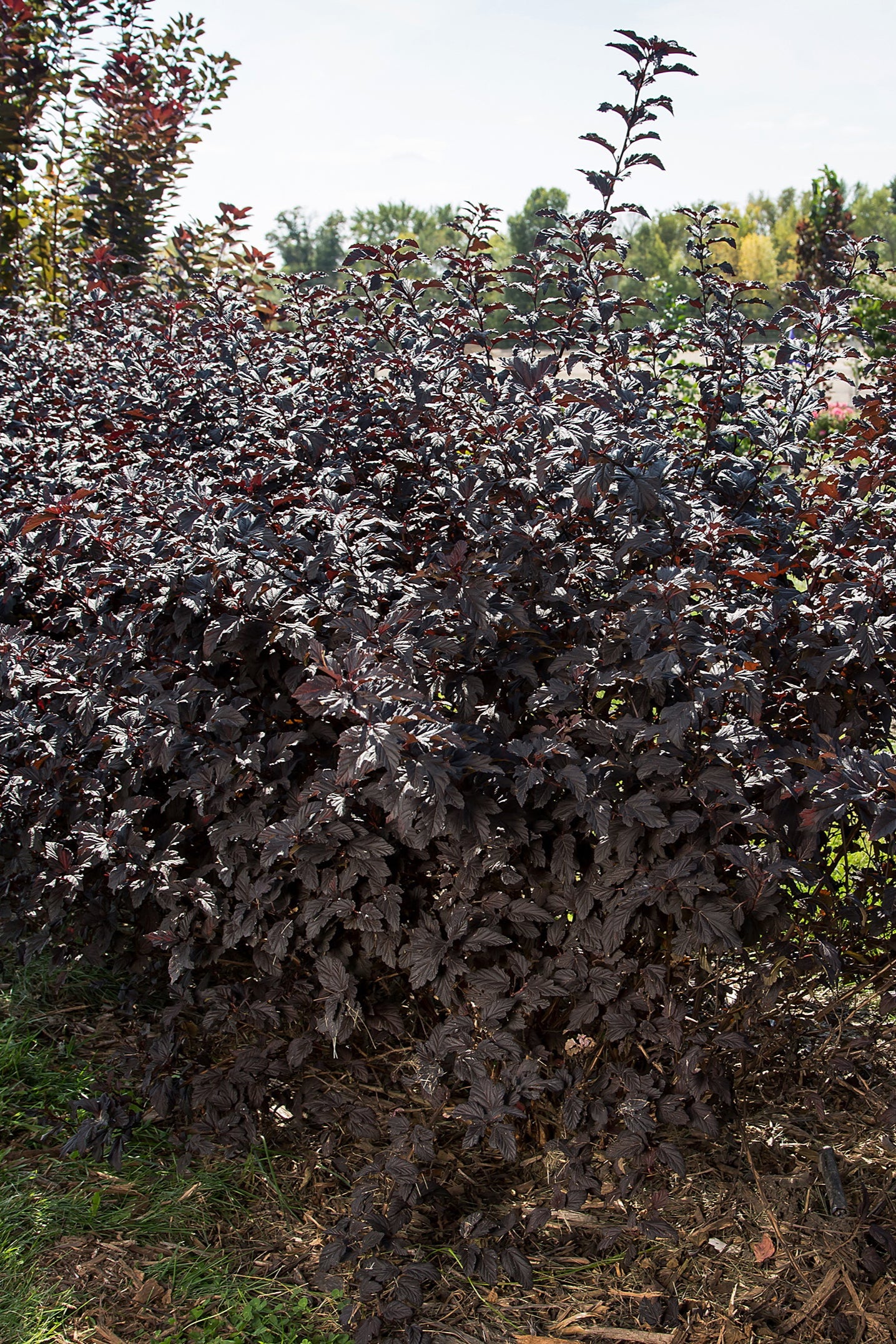 Physocarpus 'Fireside' multiple shrubs planted in a landscape ©Bailey Nurseries