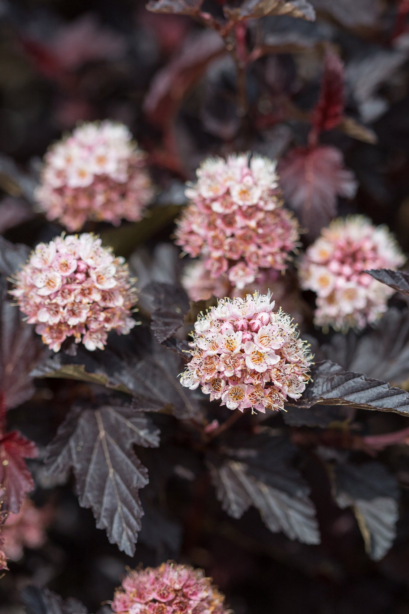 Physocarpus 'Fireside' red and burgundy eaves and pink blooms up close ©Bailey Nurseries