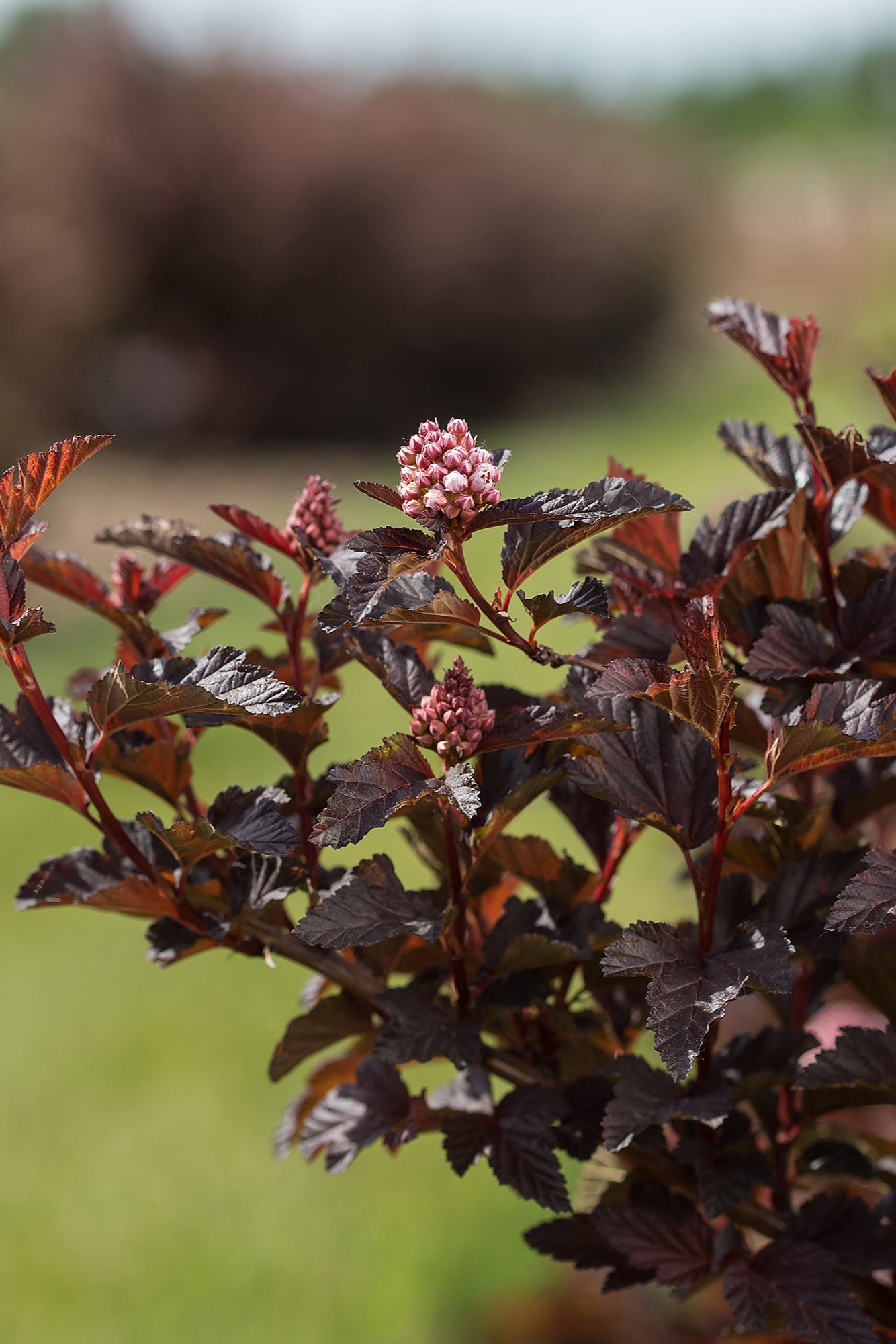 Physocarpus 'Fireside' red and burgundy eaves up close ©Bailey Nurseries