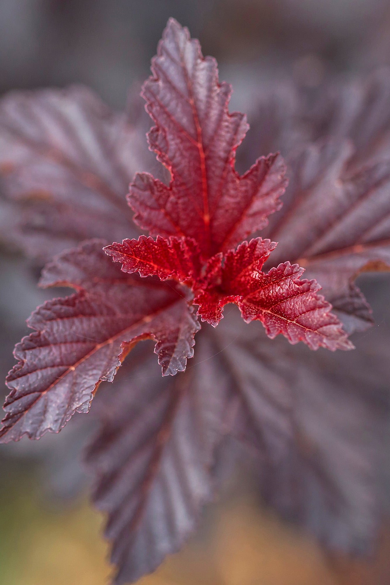 Physocarpus 'Fireside' red and burgundy eaves up close ©Bailey Nurseries