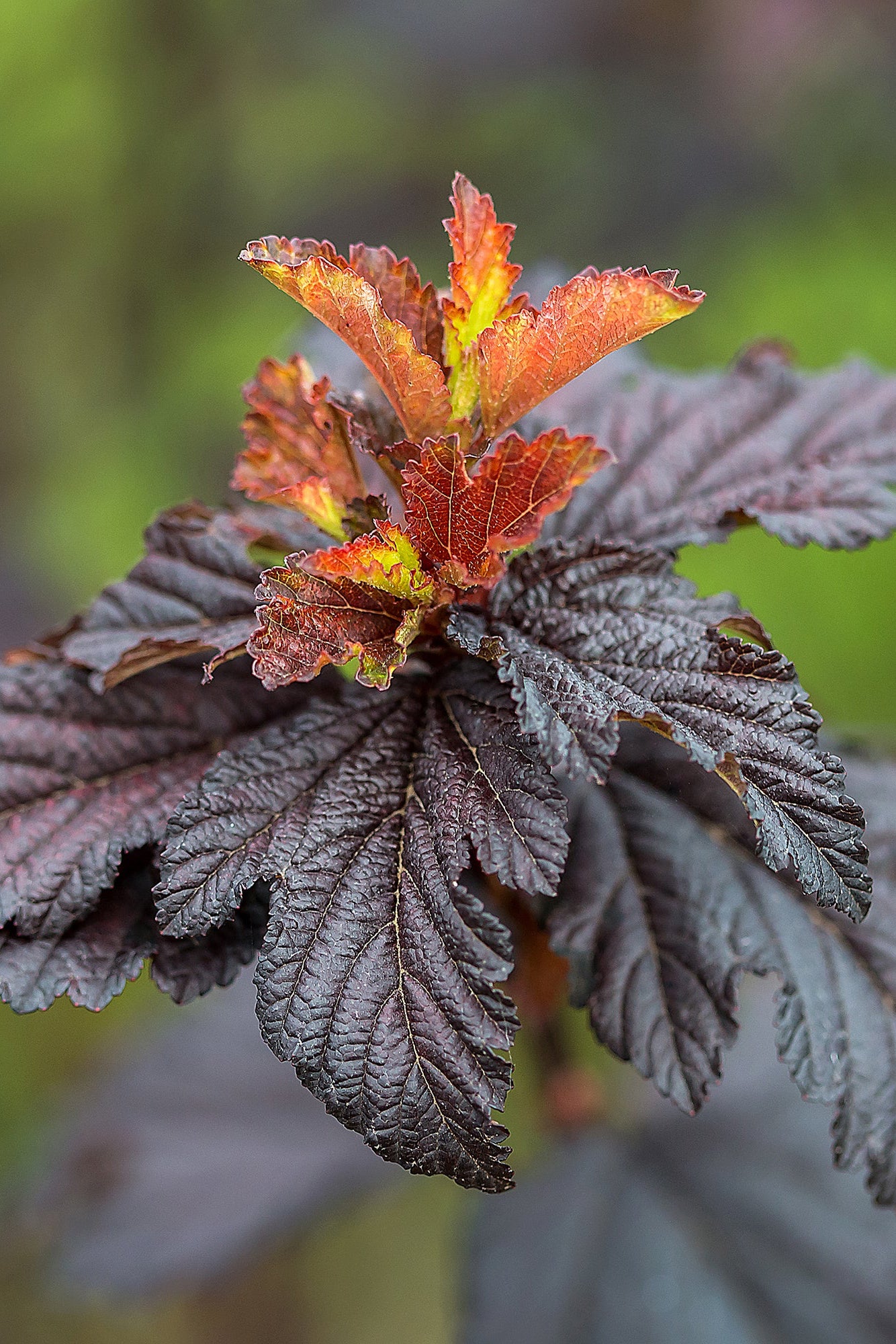 Physocarpus 'Fireside' red and burgundy eaves up close ©Bailey Nurseries