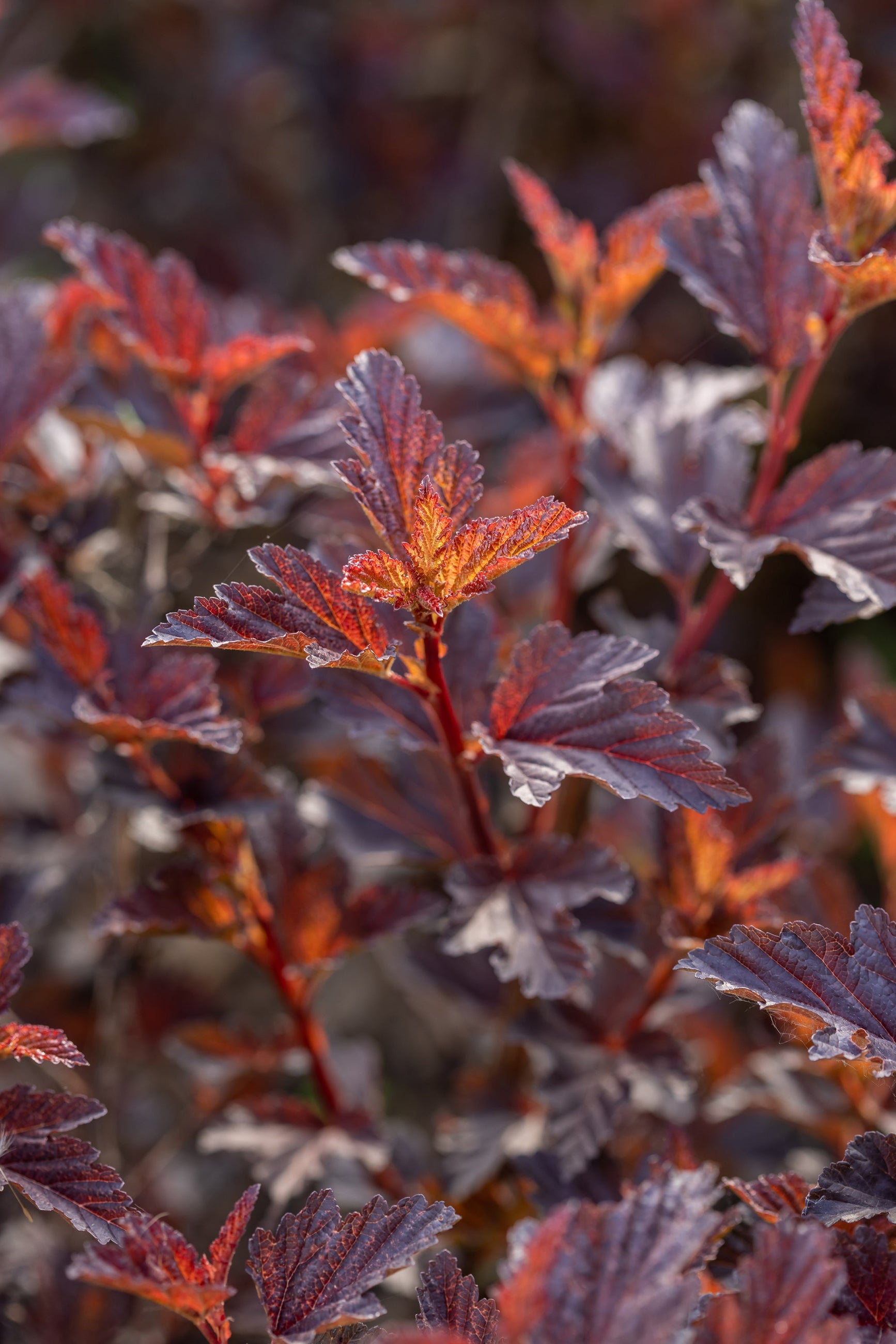 Physocarpus 'Fireside' red and burgundy leaves up close ©Bailey Nurseries