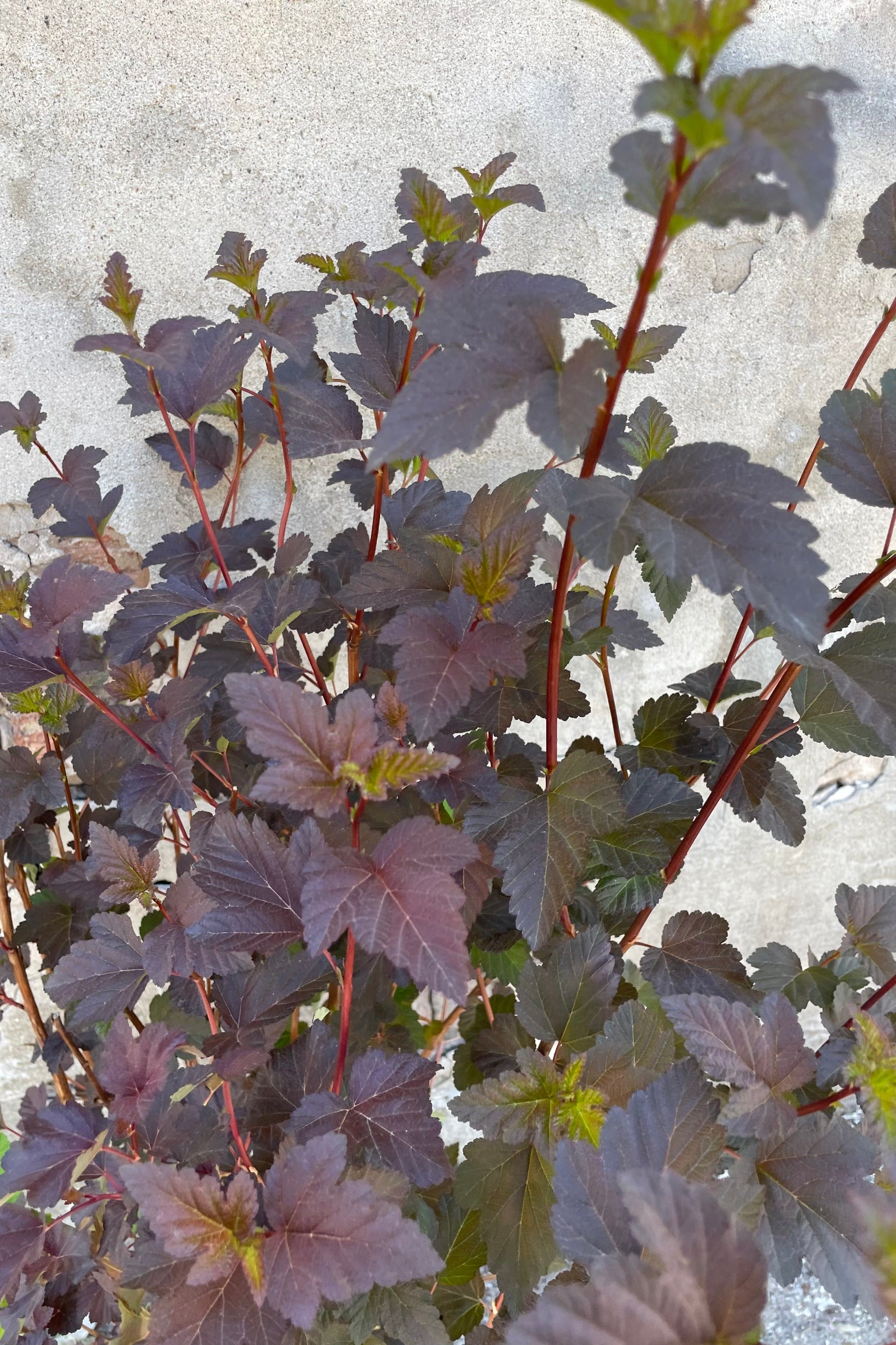 UP close picture of the deep maroon leaves of the 'Diabolo' ninebark mid May Sprout Home