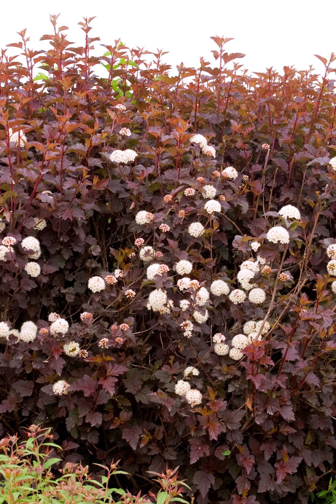 A mature Physocarpus 'Diabolo' in the landscape in bloom with its white flowers in contrast to its dark burgundy foliage ©Bailey Nurseries