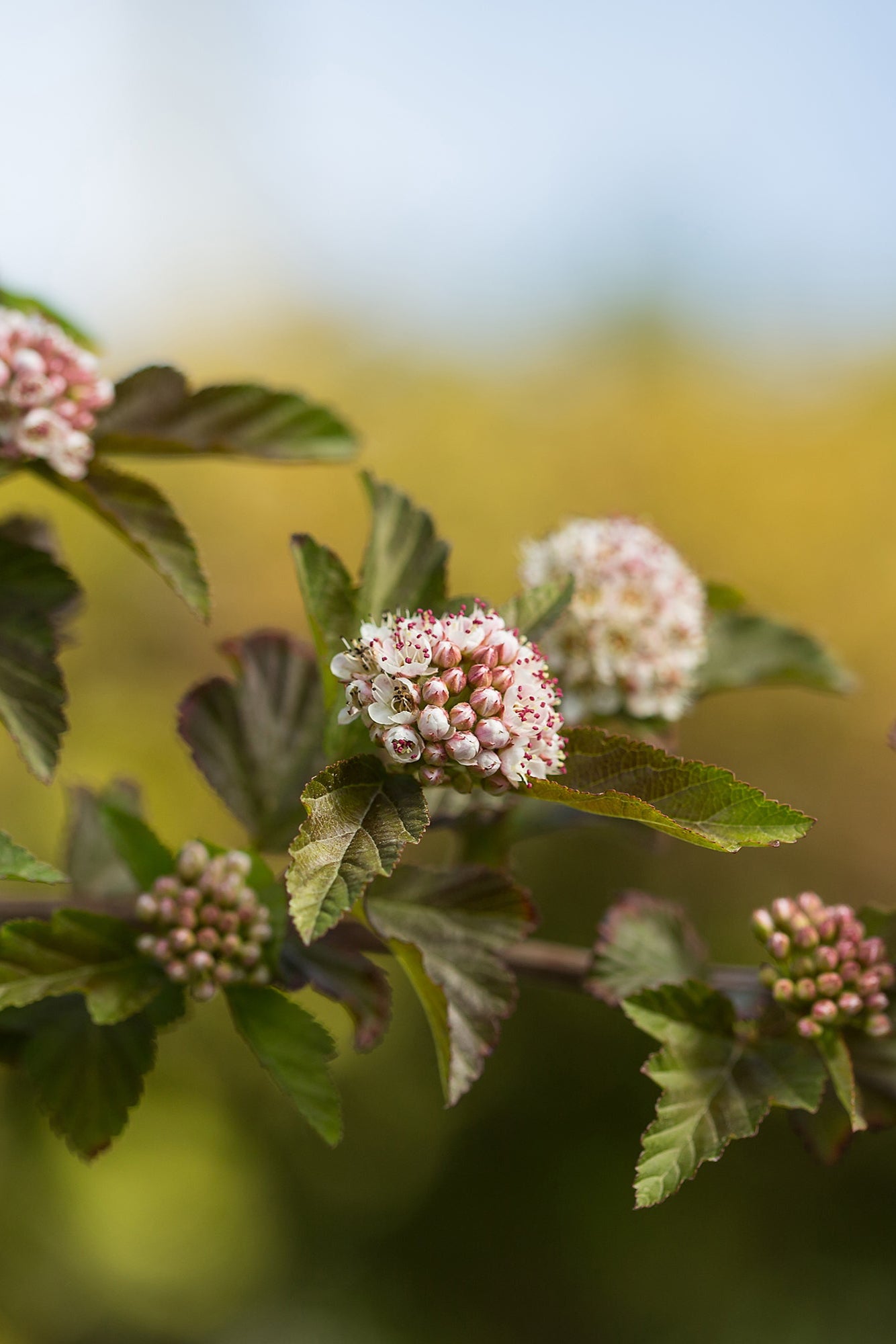 A mature Physocarpus 'Amber Jubilee' in bud and bloom up close ©Bailey Nurseries