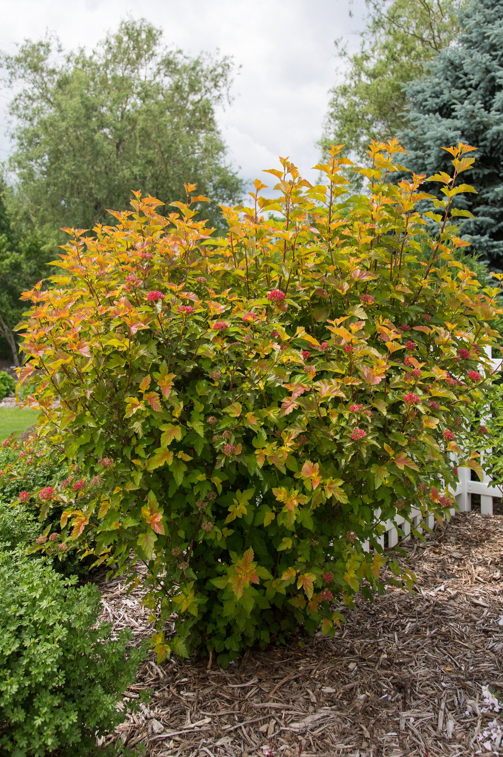 A mature Physocarpus 'Amber Jubilee' in the landscape with its various colors ©Bailey Nurseries