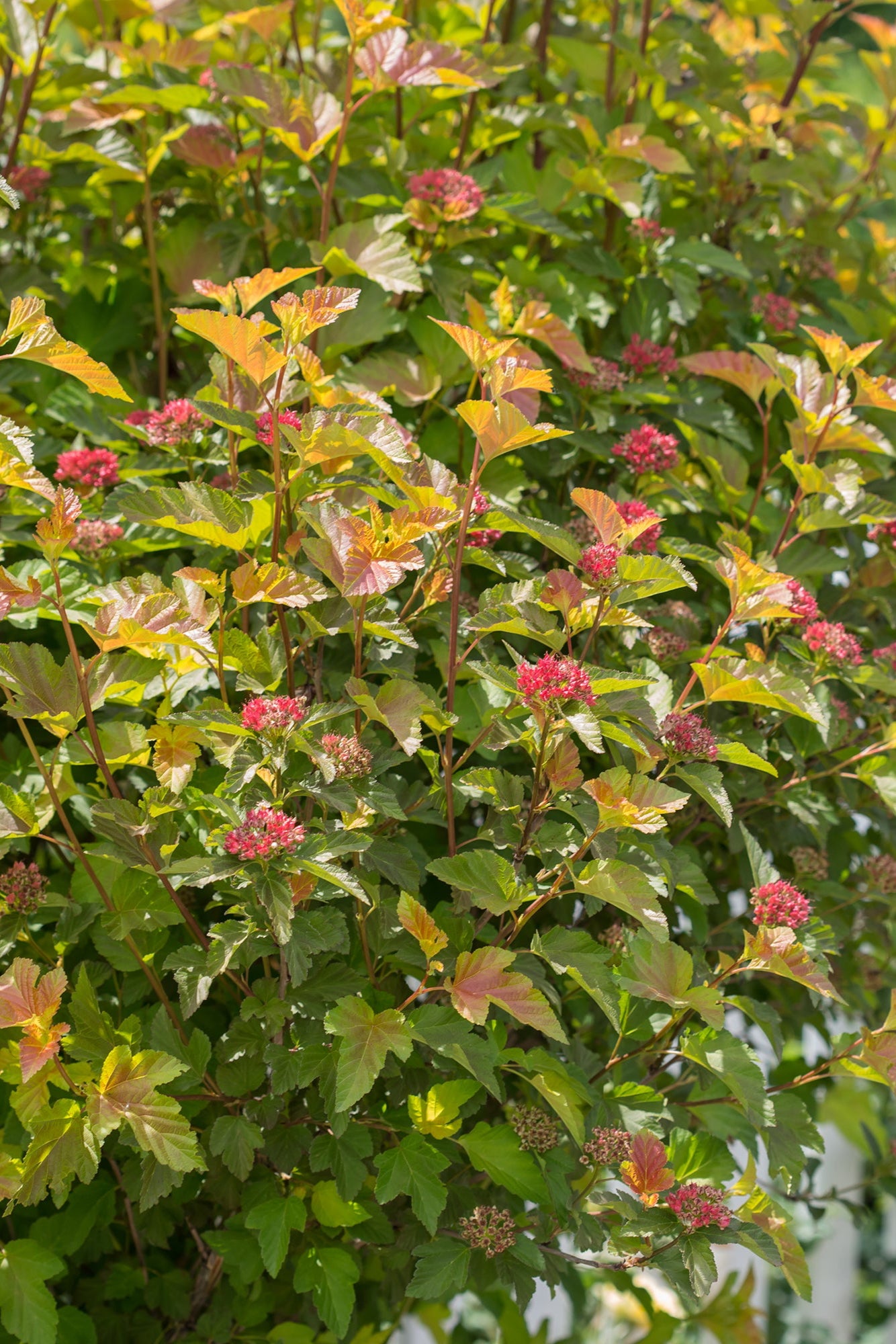 A mature Physocarpus 'Amber Jubilee' in the landscape in bud form ©Bailey Nurseries