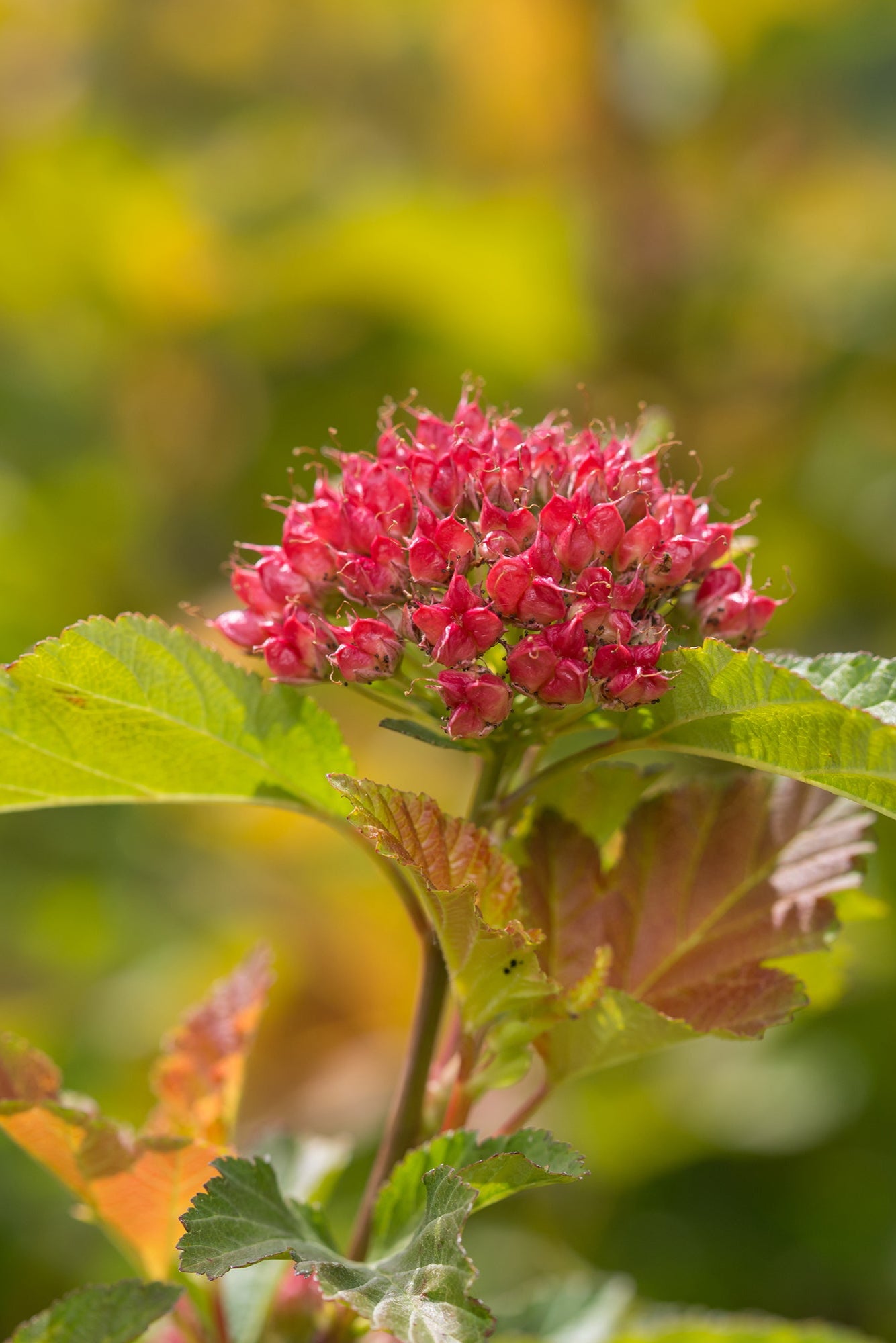 Physocarpus 'Amber Jubilee bud and leaves up close ©Bailey Nurseries