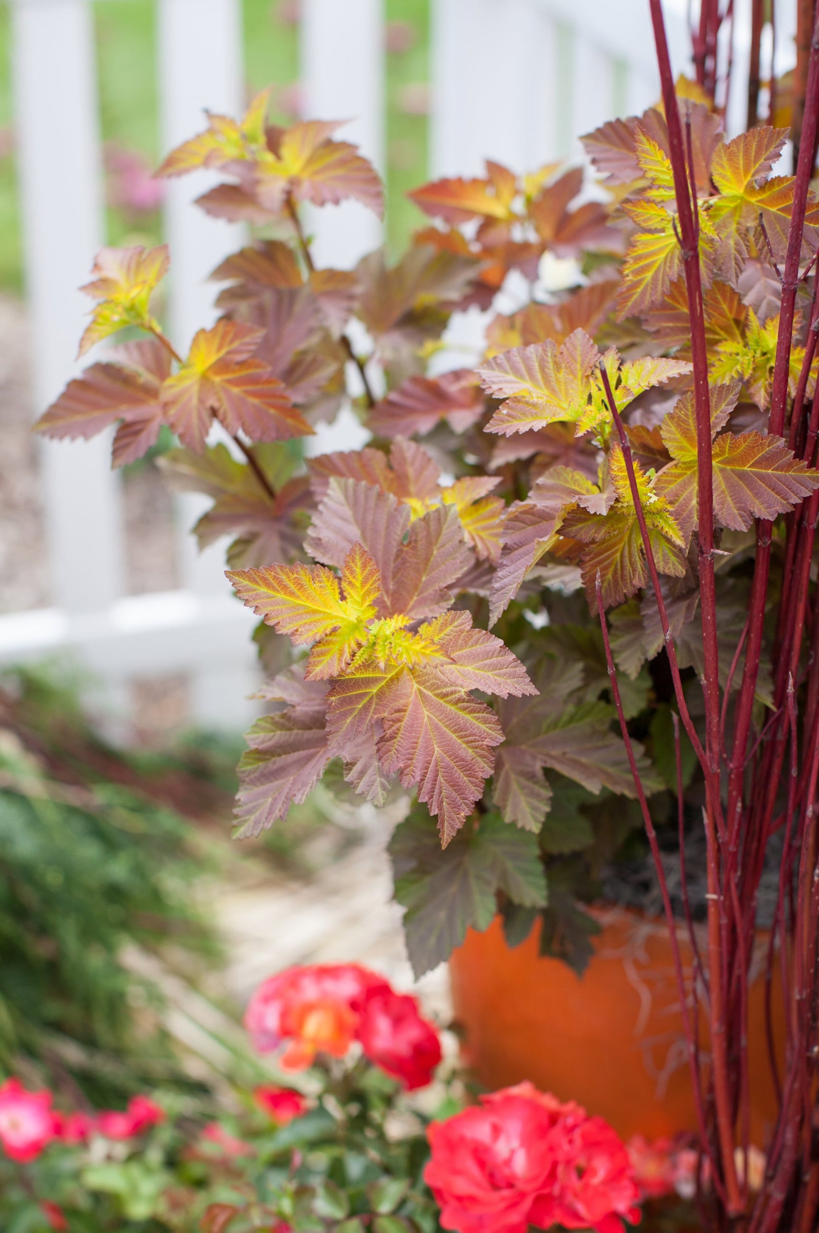 Physocarpus 'Amber Jubilee bud and leaves up close above roses ©Bailey Nurseries