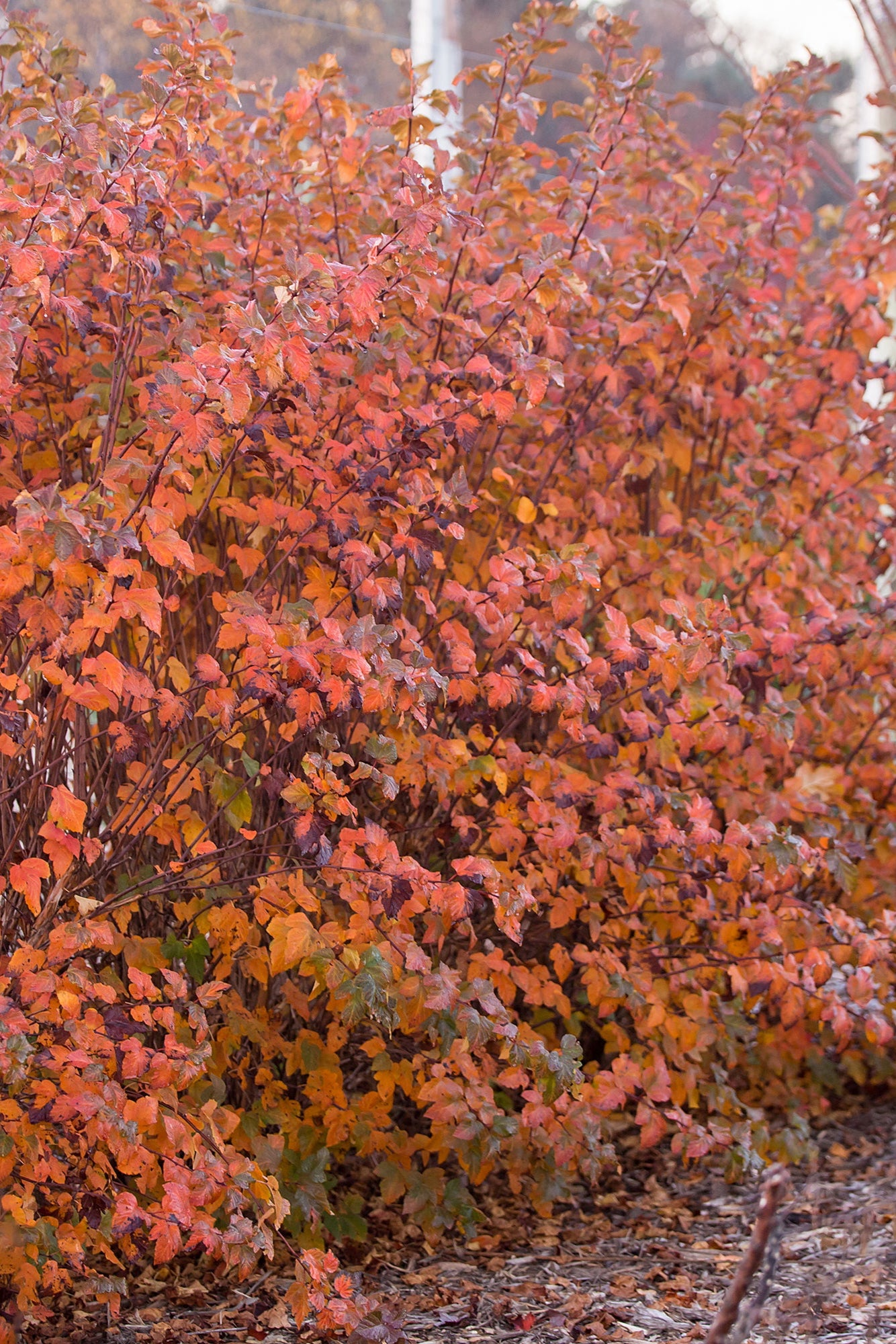 A mature Physocarpus 'Amber Jubilee' in the landscape exhibiting russet orange color ©Bailey Nurseries