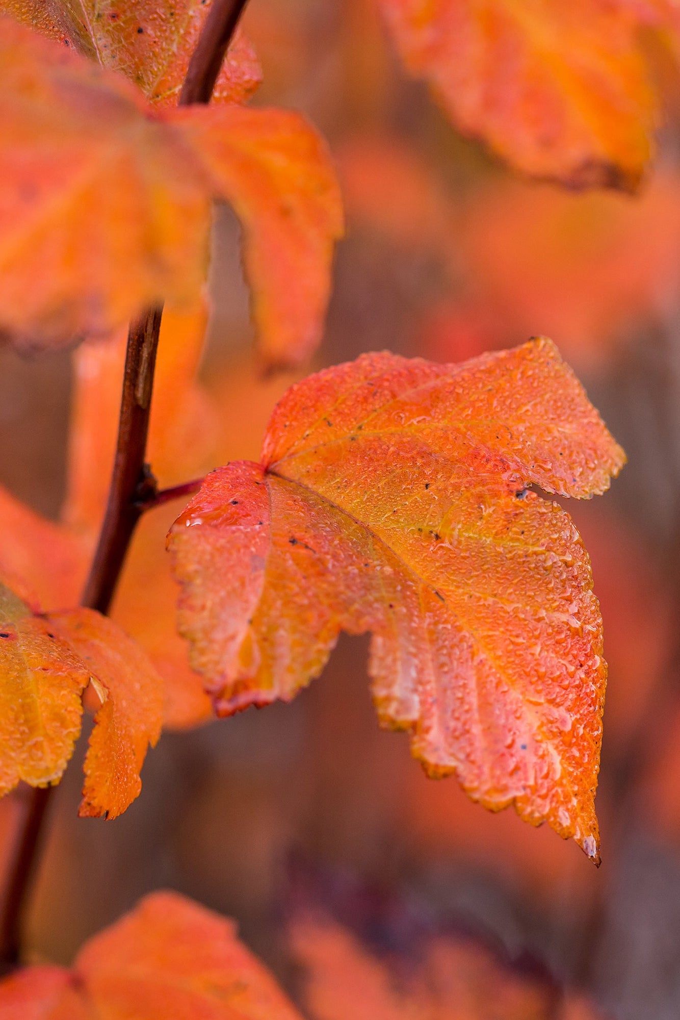 Physocarpus 'Amber Jubilee orange burgundyleaves up close ©Bailey Nurseries