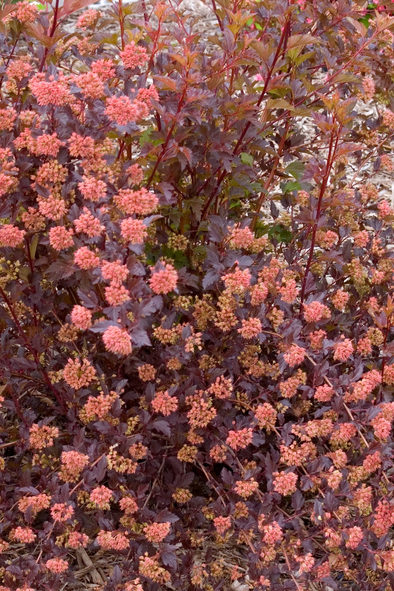 Physocarpus 'Summer Wine' ninebark adult size planted in the landscape ©Bailey Nurseries