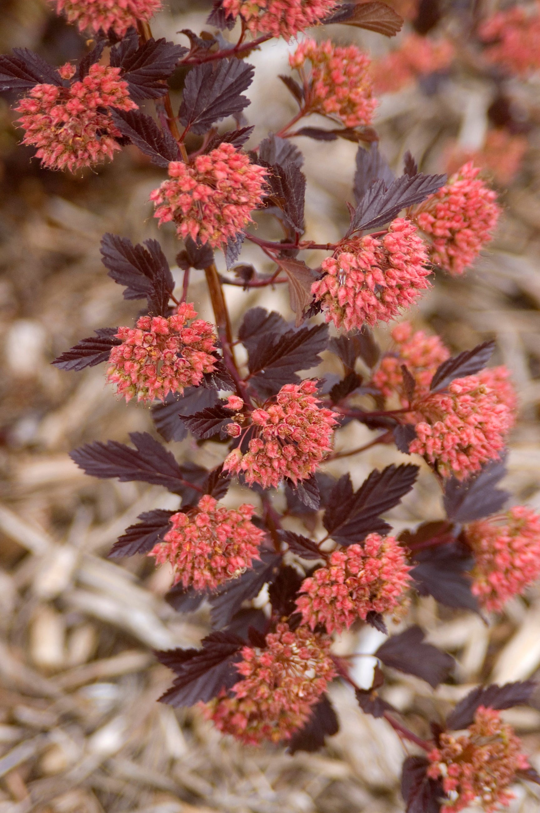 Physocarpus 'Summer Wine' ninebark in bud and bloom up close ©Bailey Nurseries
