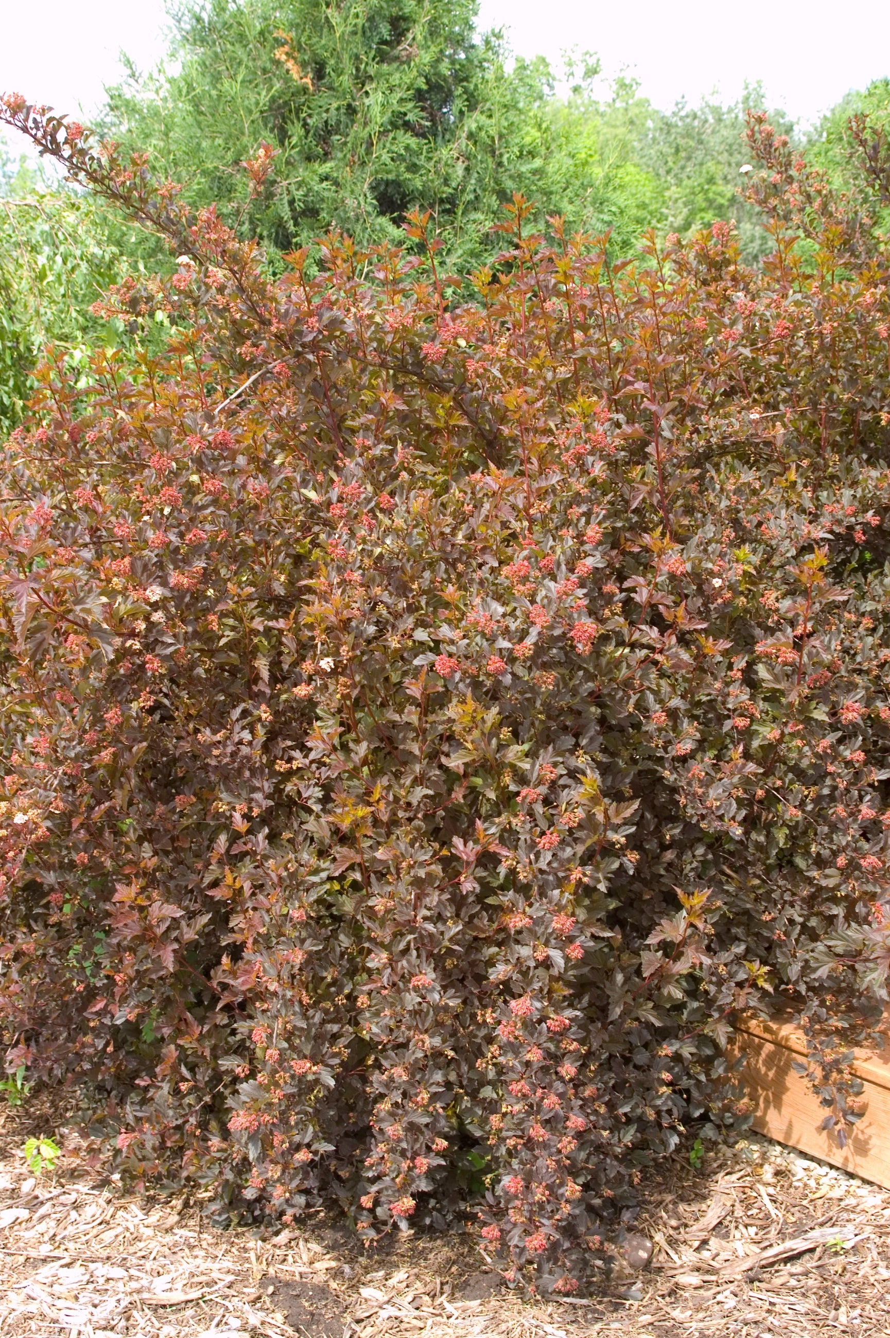 Physocarpus 'Summer Wine' ninebark adult size planted in the landscape ©Bailey Nurseries