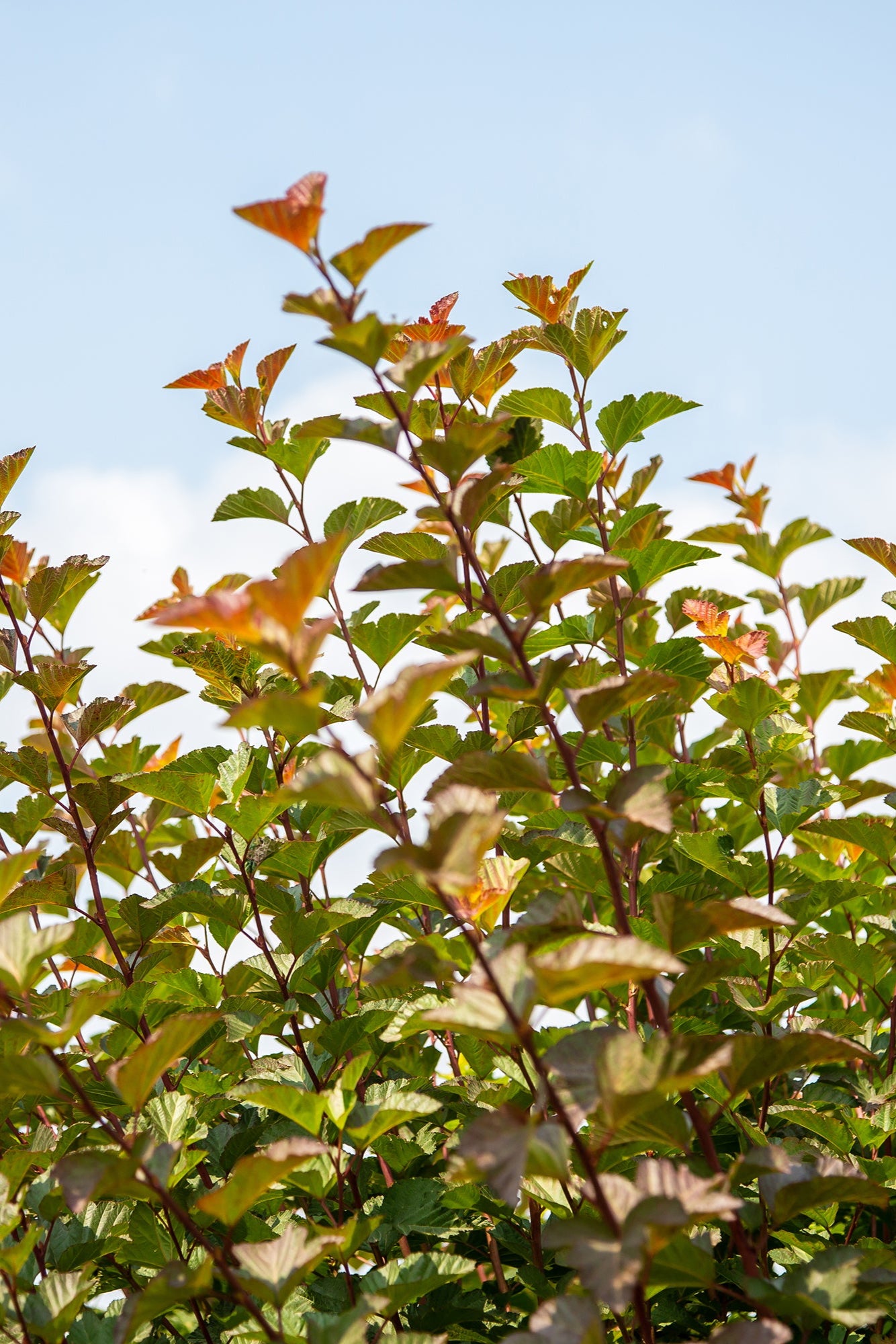 Physocarpus 'Amber Jubilee bud and leaves up close ©Bailey Nurseries