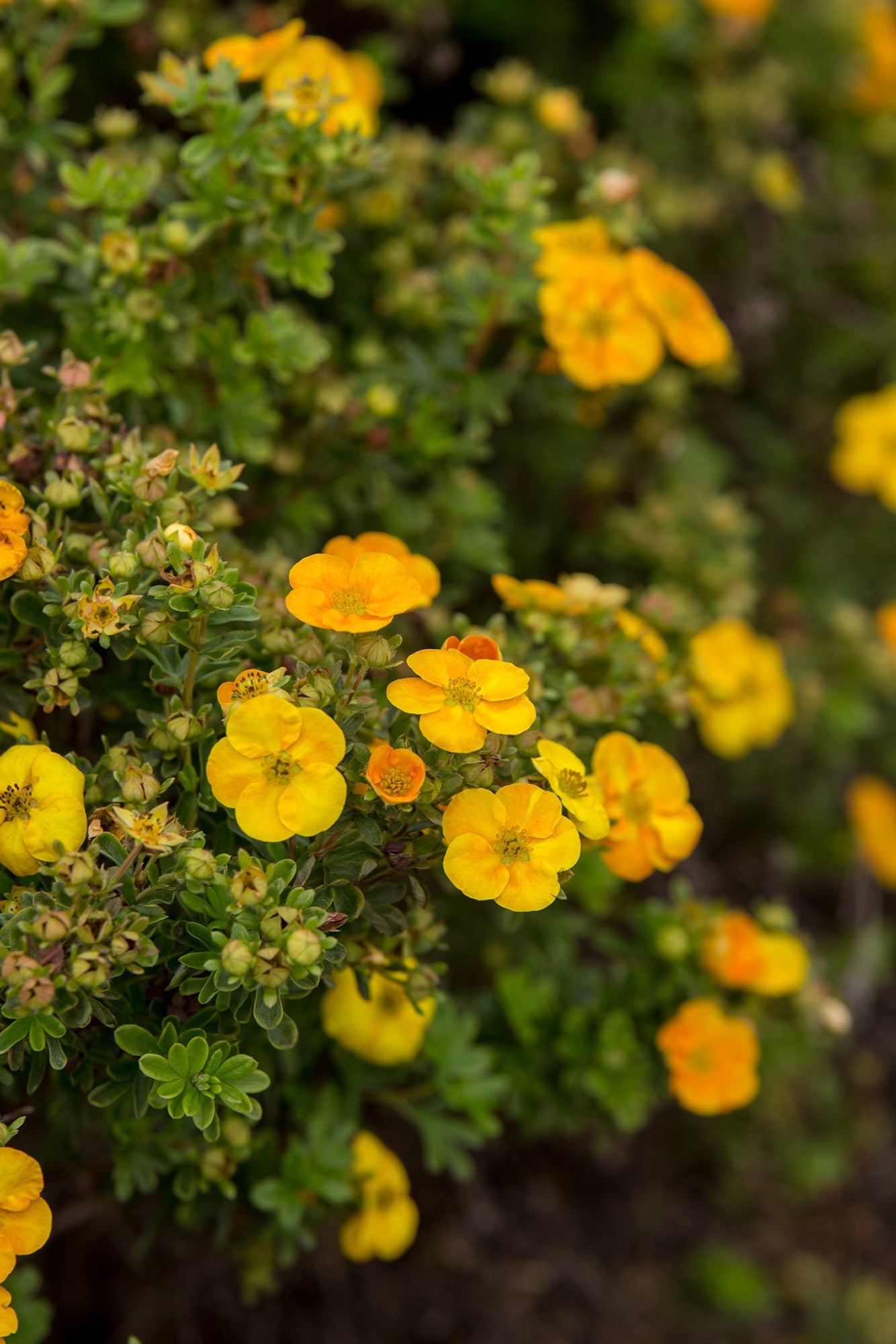 Potentilla 'Mandarin Tango' bush in bloom seeing the light orange flowers up close ©Bailey Nurseries