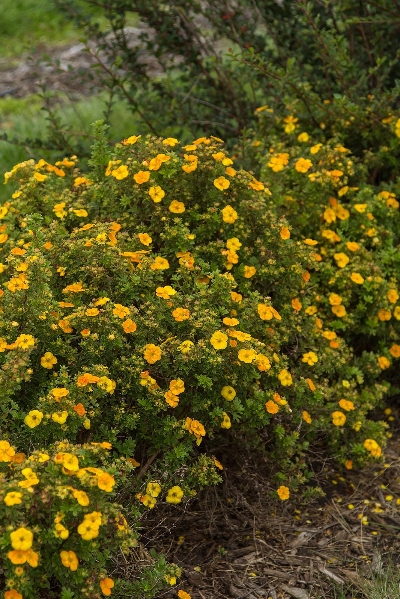 Potentilla 'Mandarin Tango' bush in bloom seeing the light orange flowers ©Bailey Nurseries