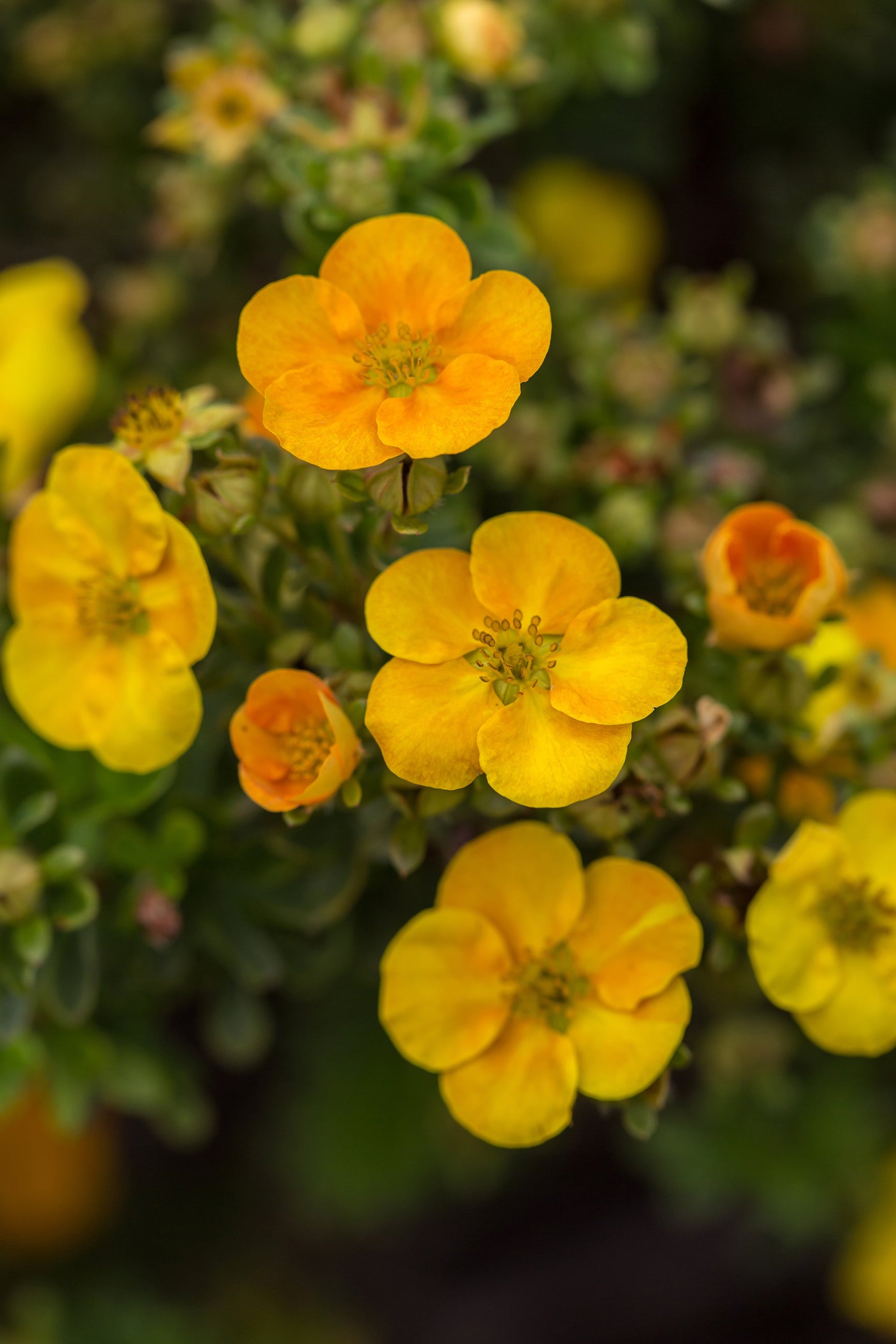 Potentilla 'Mandarin Tango' bush in bloom seeing the light orange flowers up close ©Bailey Nurseries