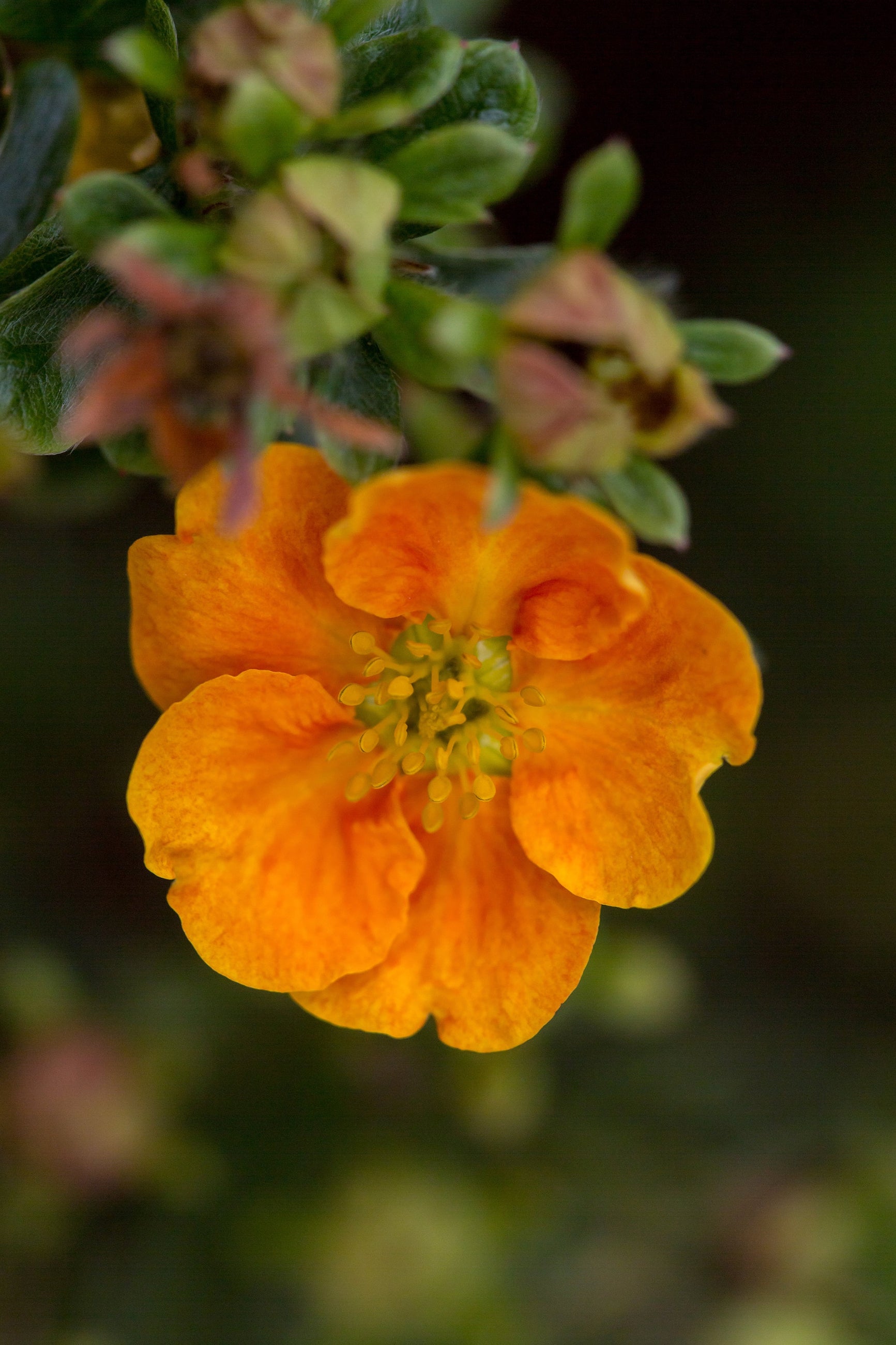 Potentilla 'Mandarin Tango' bush in bloom seeing the light orange flowers up close ©Bailey Nurseries