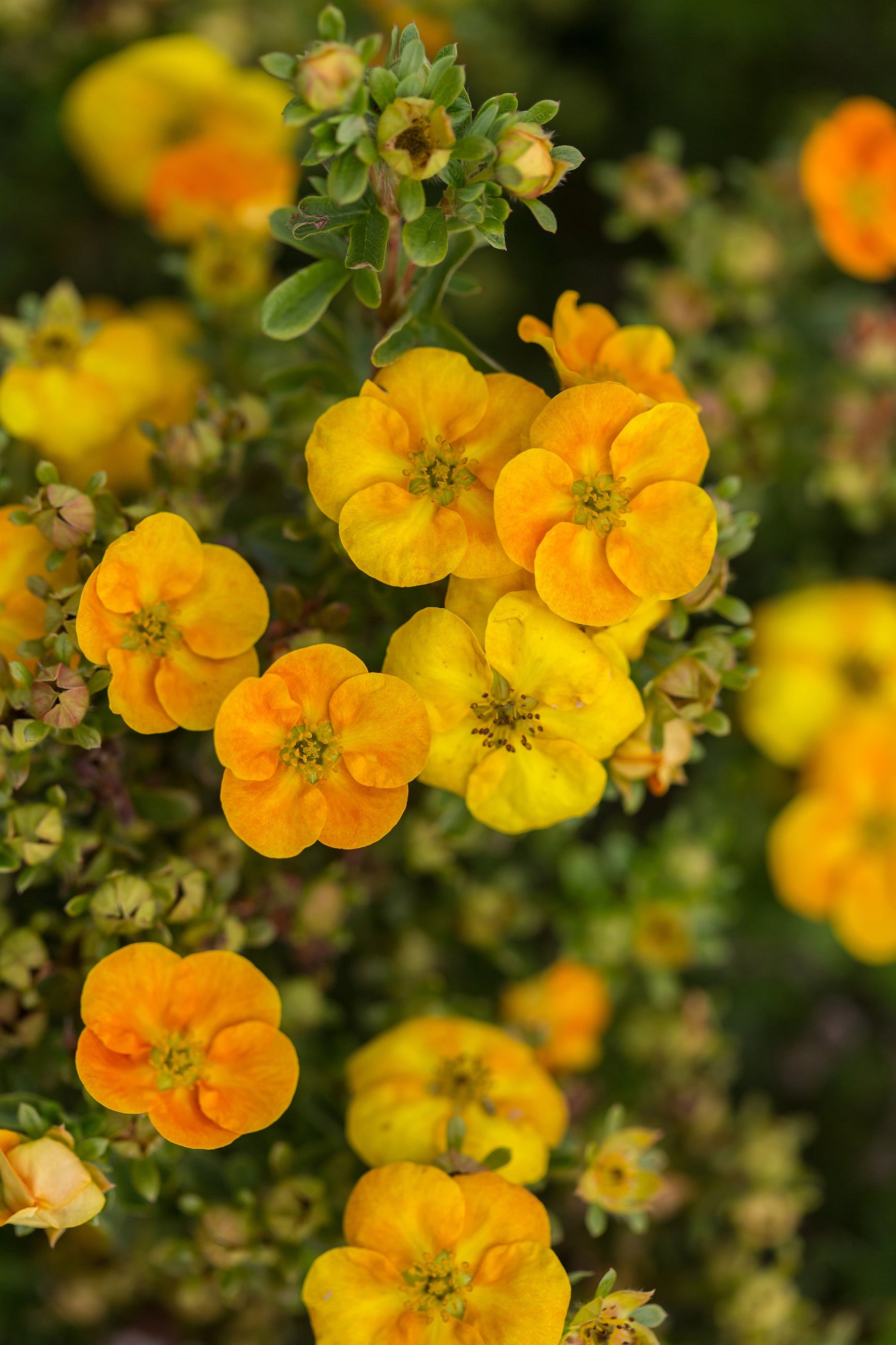 Potentilla 'Mandarin Tango' bush in bloom seeing the light orange flowers up close ©Bailey Nurseries
