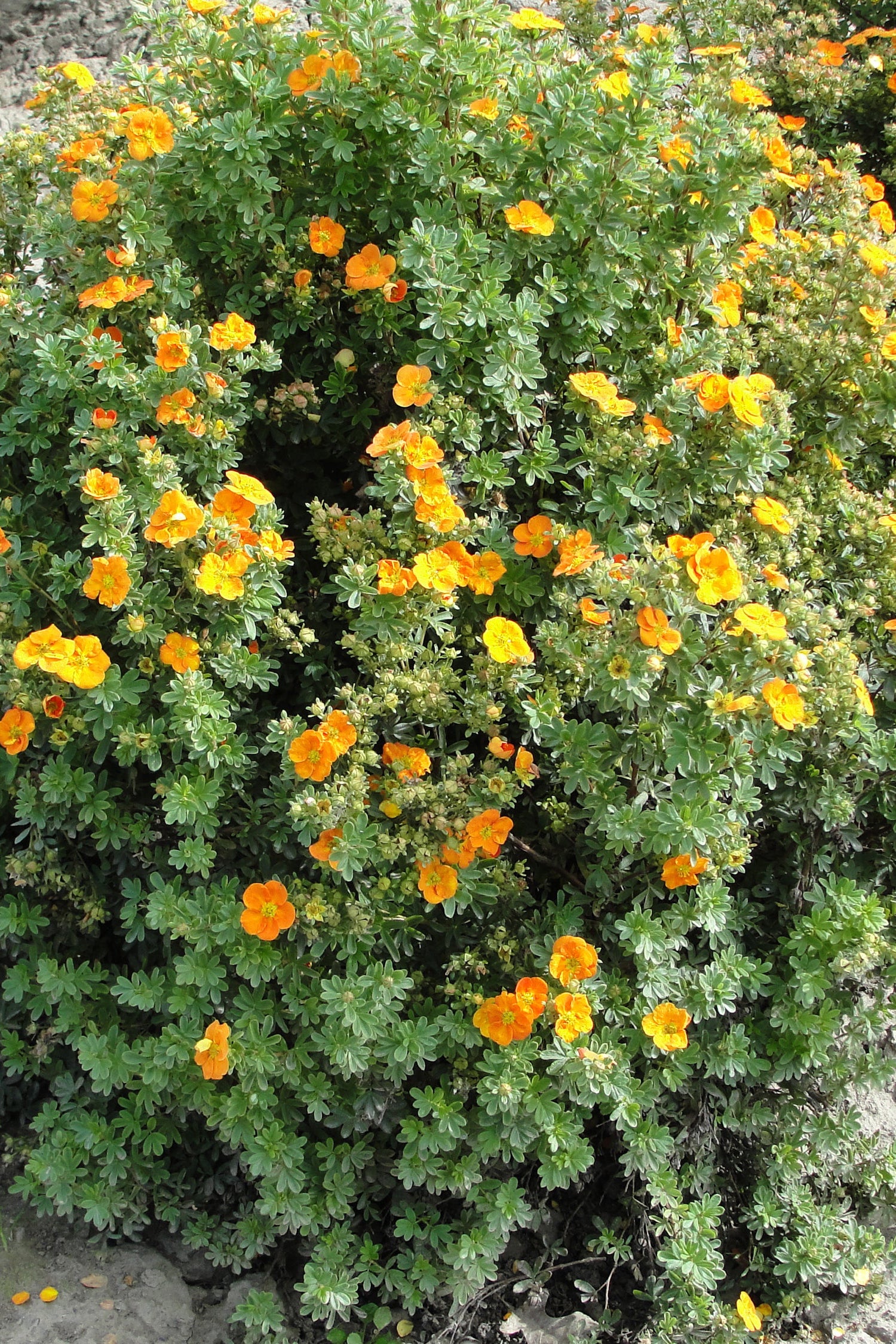 Potentilla 'Mandarin Tango' bush in bloom ©Bailey Nurseries