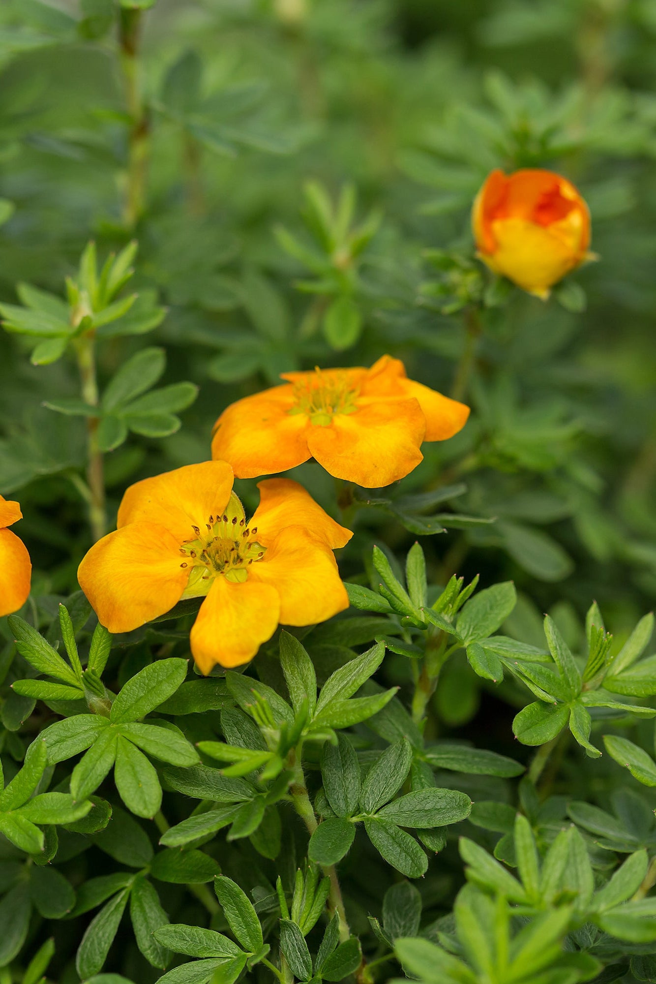 Potentilla 'Mandarin Tango' bush in bloom seeing the light orange flowers up close ©Bailey Nurseries