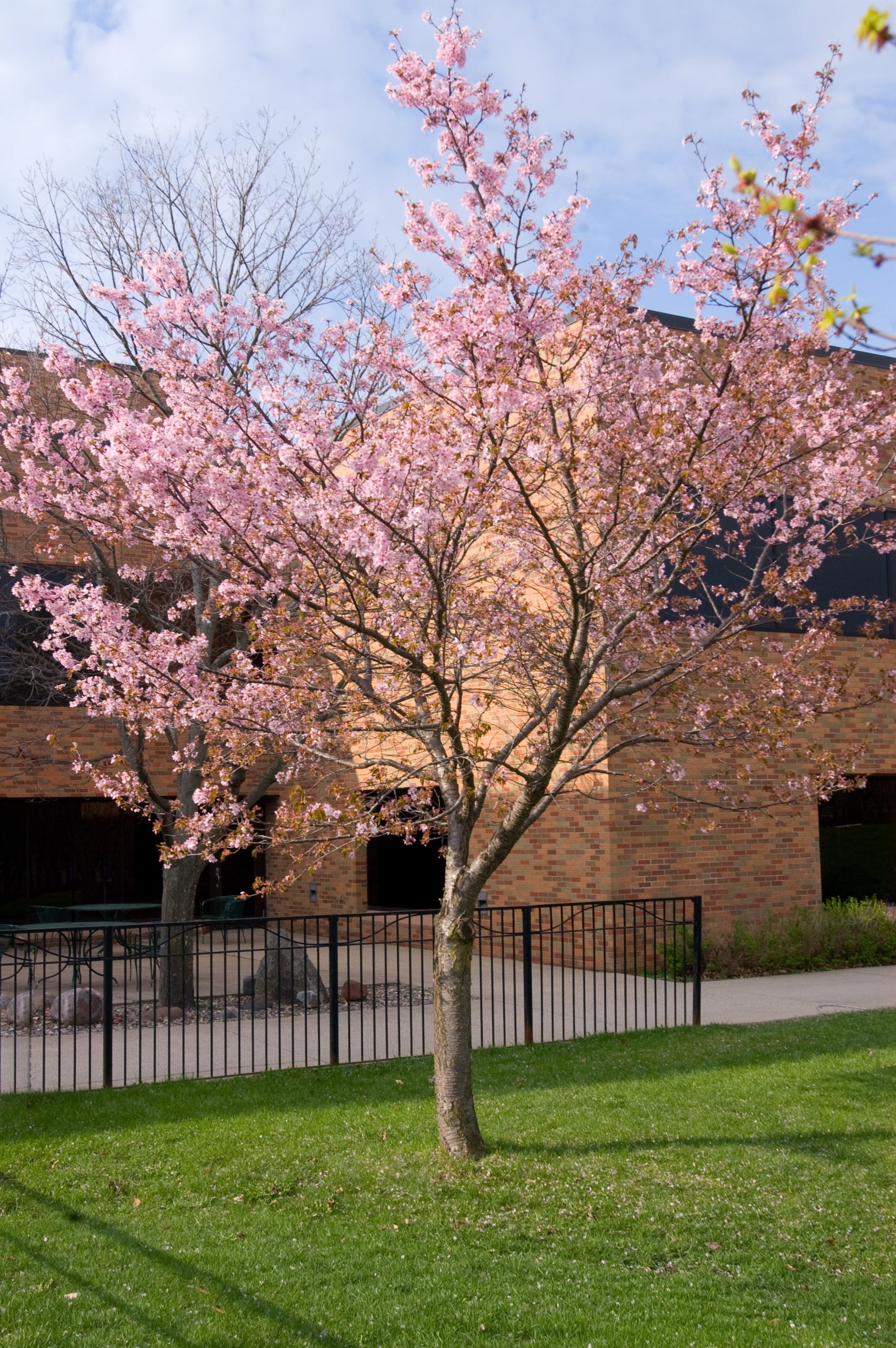 Prunus 'Spring Wonder' MATURE tree in the landscape blooming ©Bailey Nurseries