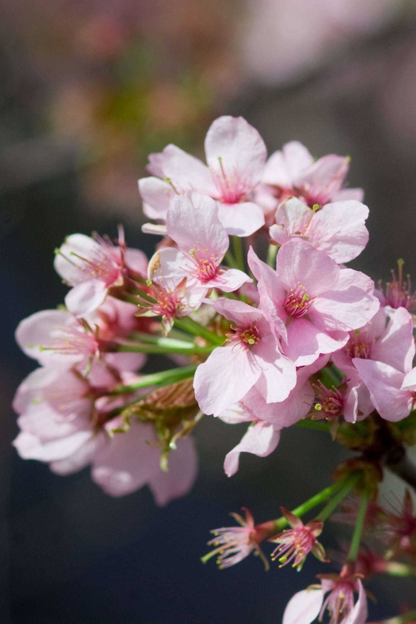 Prunus 'Spring Wonder' pink flowers up close ©Bailey Nurseries