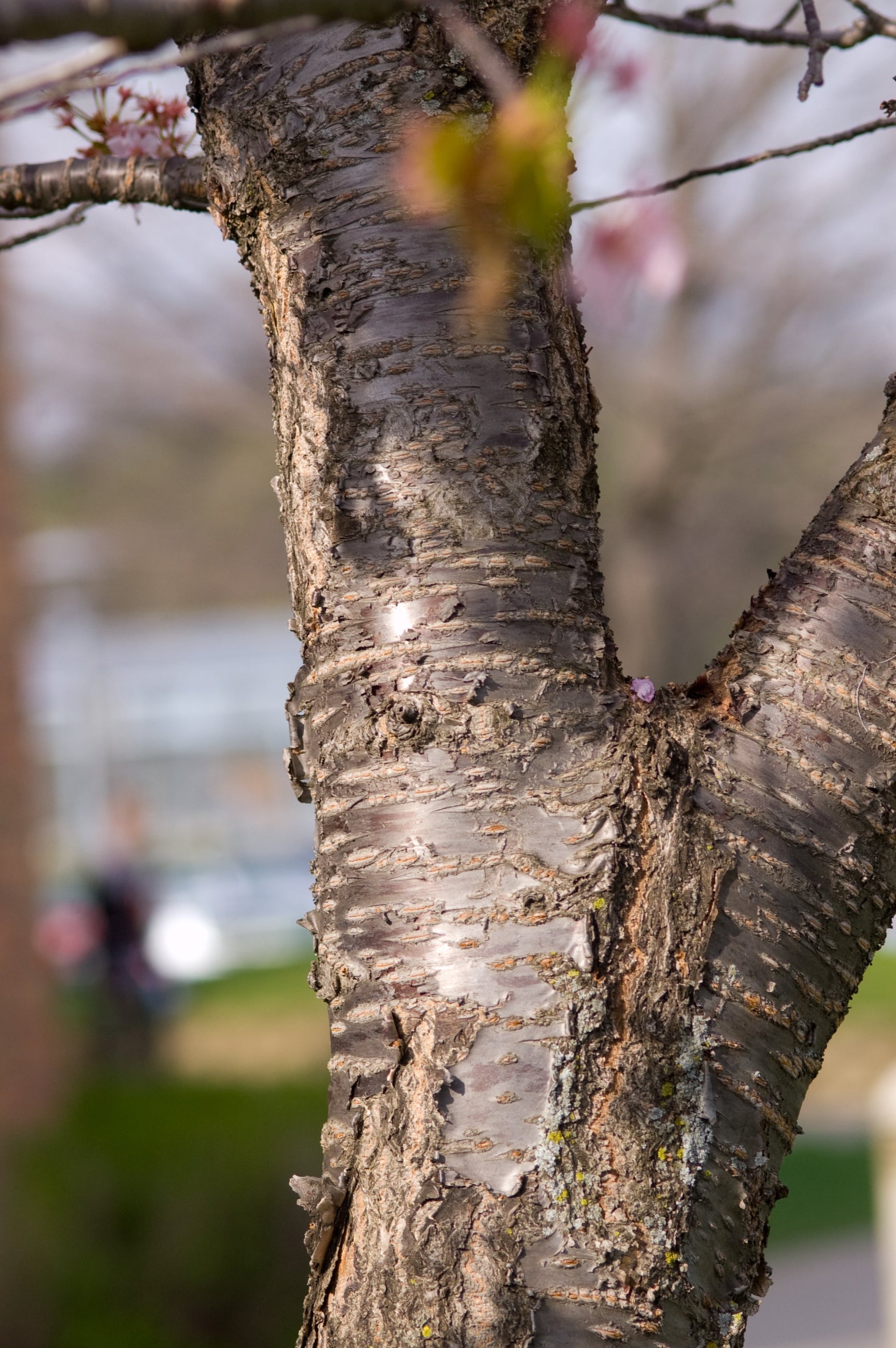 The peeling gray copper bark on a Prunus 'Spring Wonder' mature tree ©Bailey Nurseries