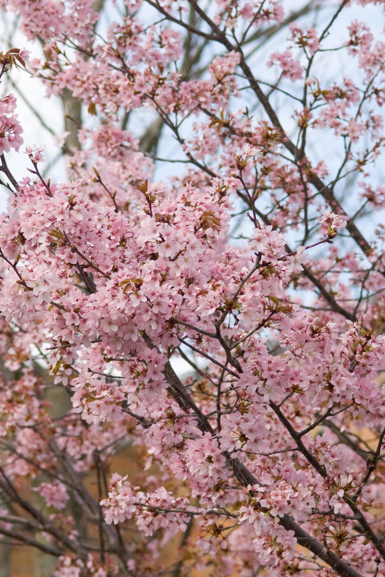 Prunus 'Spring Wonder' MATURE tree in the landscape blooming ©Bailey Nurseries
