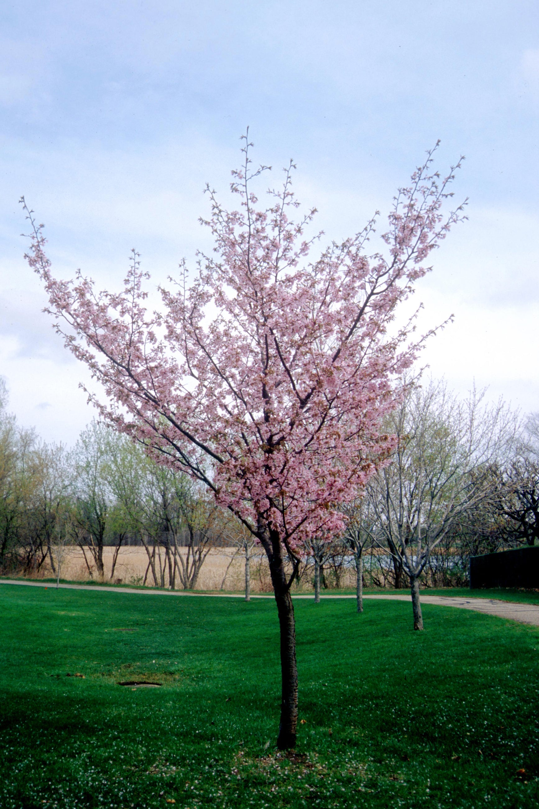 Prunus 'Spring Wonder' MATURE tree in the landscape blooming ©Bailey Nurseries