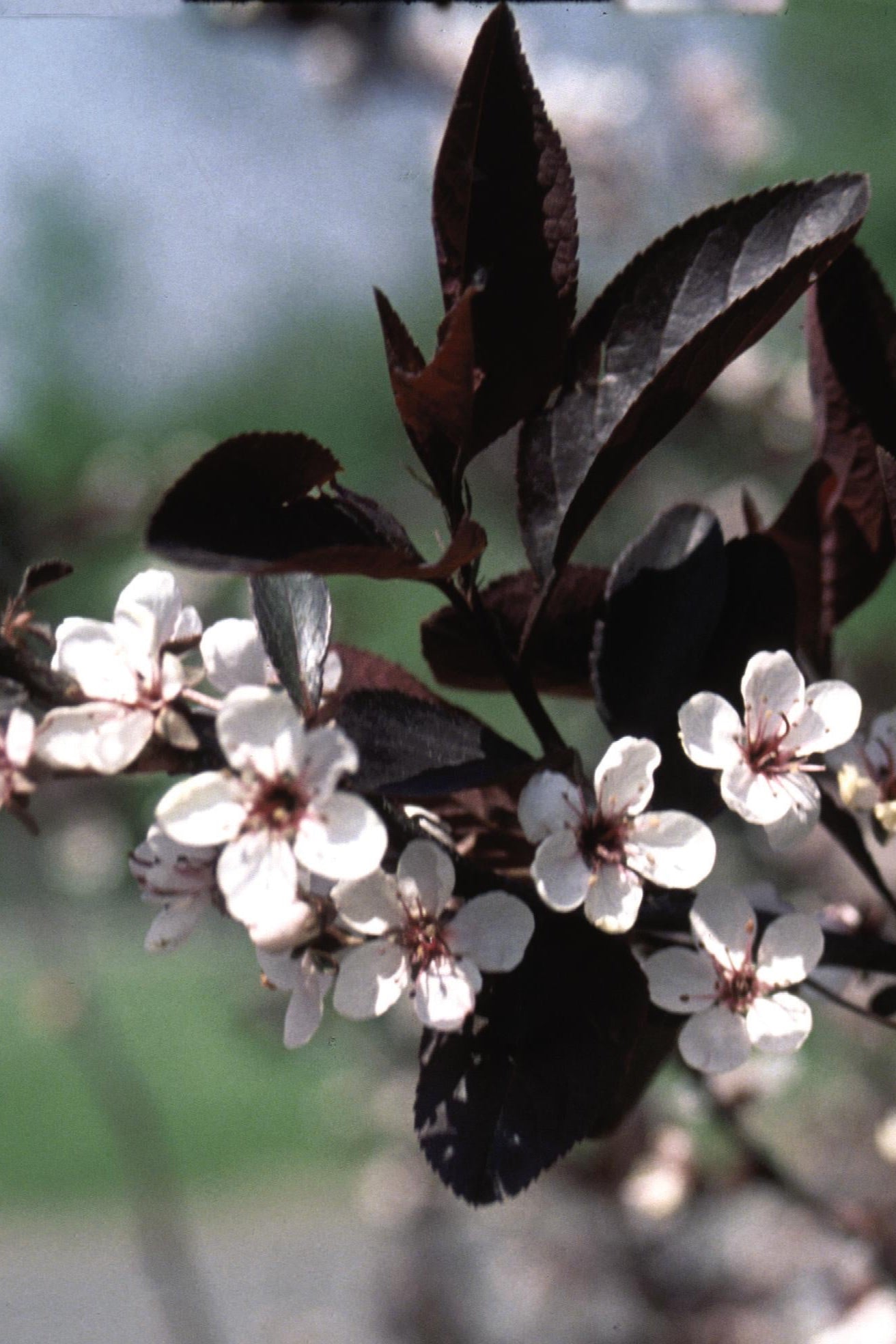 Prunus Purple Leaf SandCherry white flowers against dark purple leaves ©Bailey Nurseries