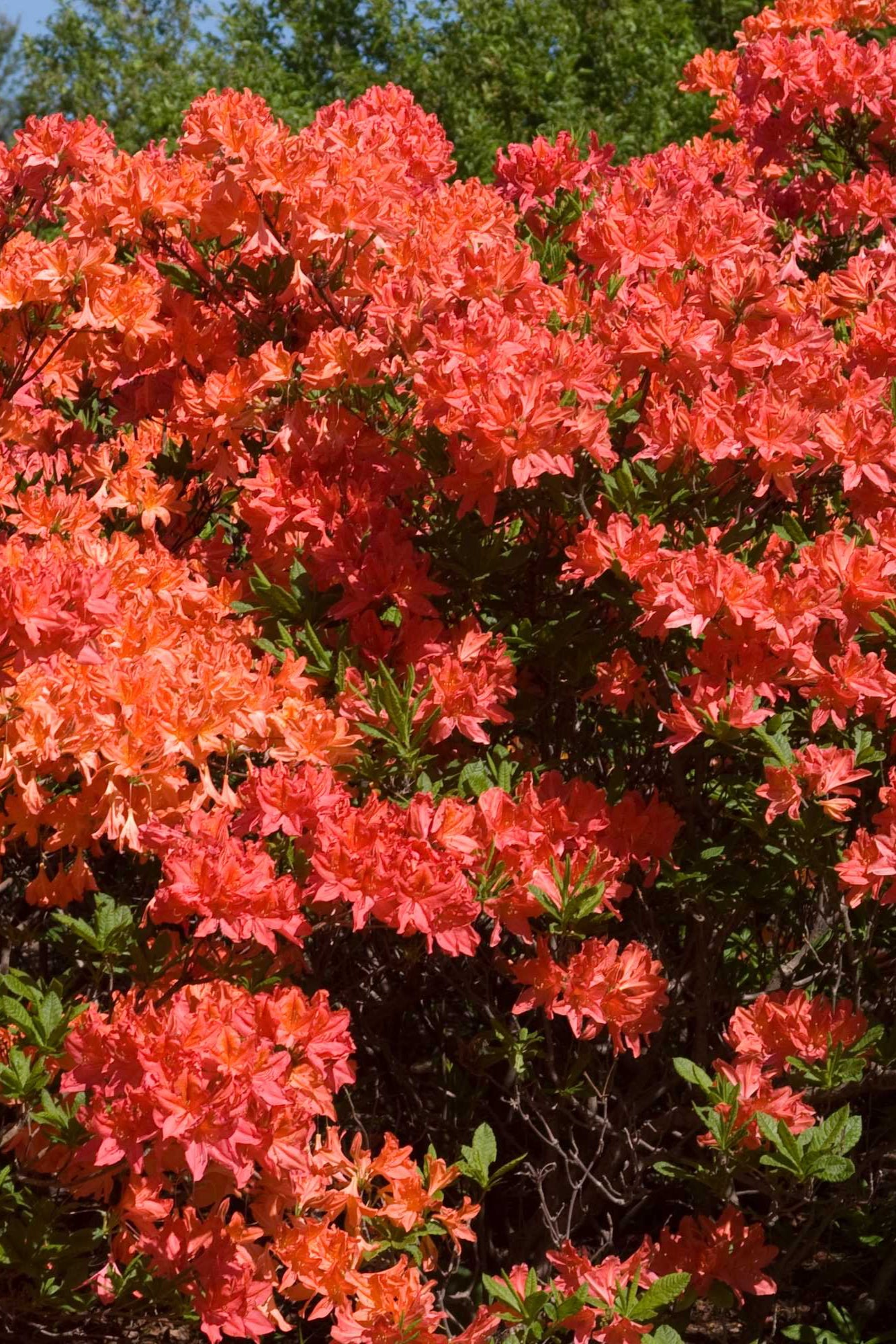 Rhododendron 'Mandarin Lights' Azalea at a mature size, heavily bloomed ©Bailey Nurseries