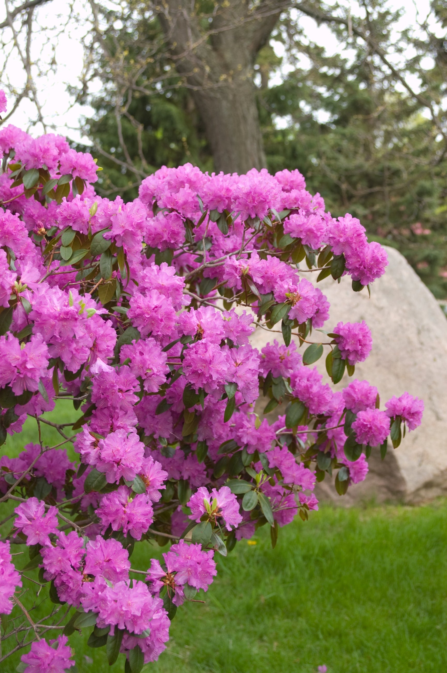 Rhododendron 'PJM' in bloom in the landscape and up close ©Bailey Nurseries