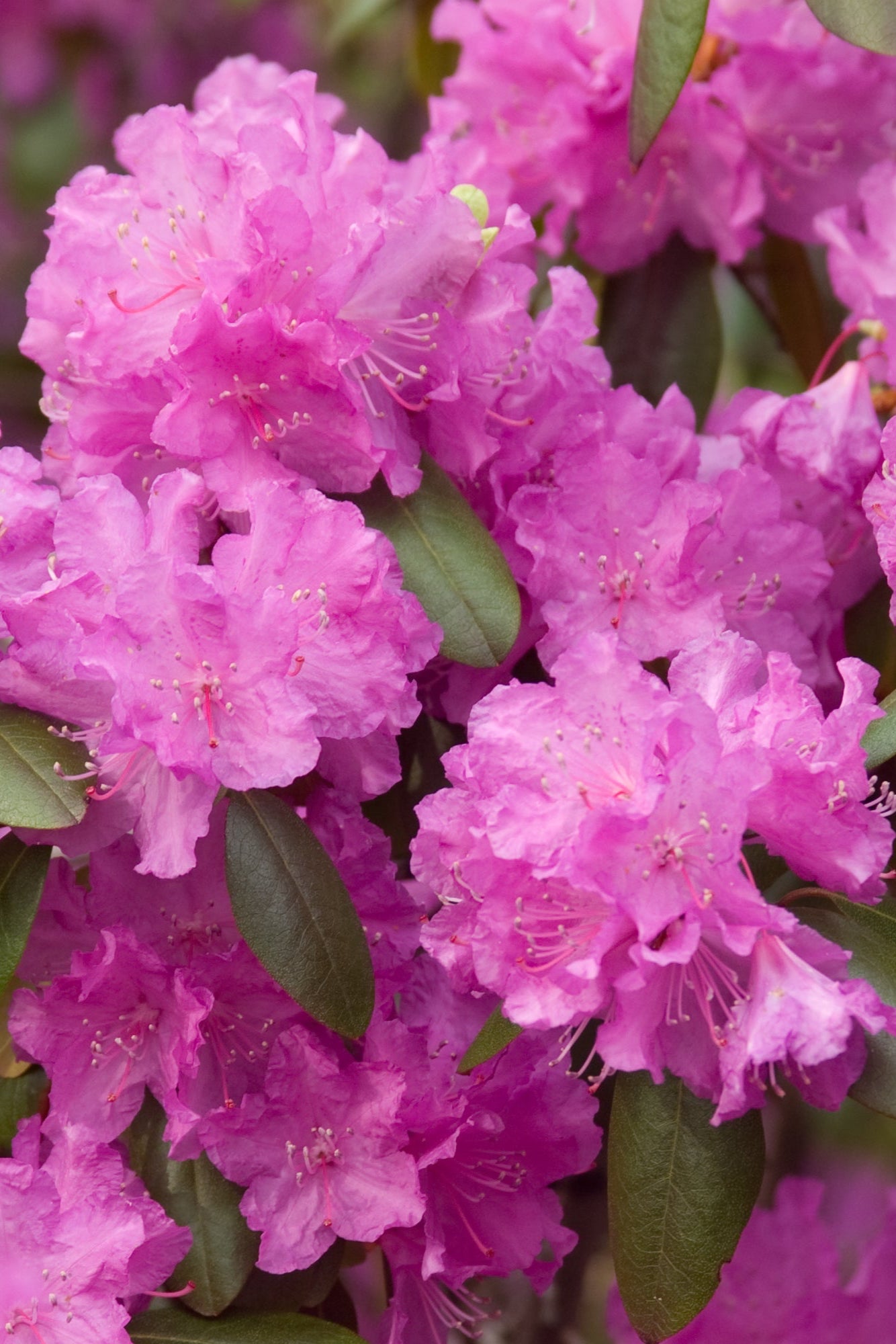 Rhododendron 'PJM' in bloom iup close ©Bailey Nurseries